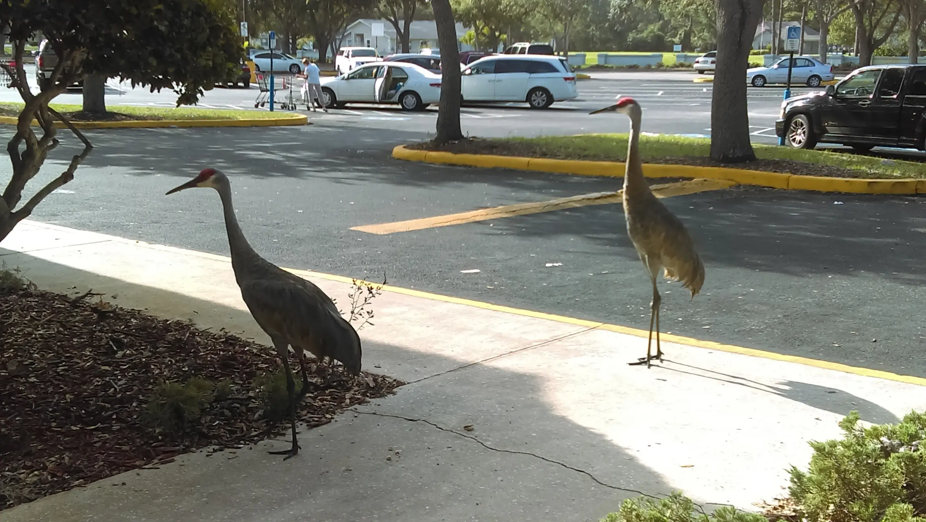 AAA 24 Hr Coin Laundry thumbnail 17