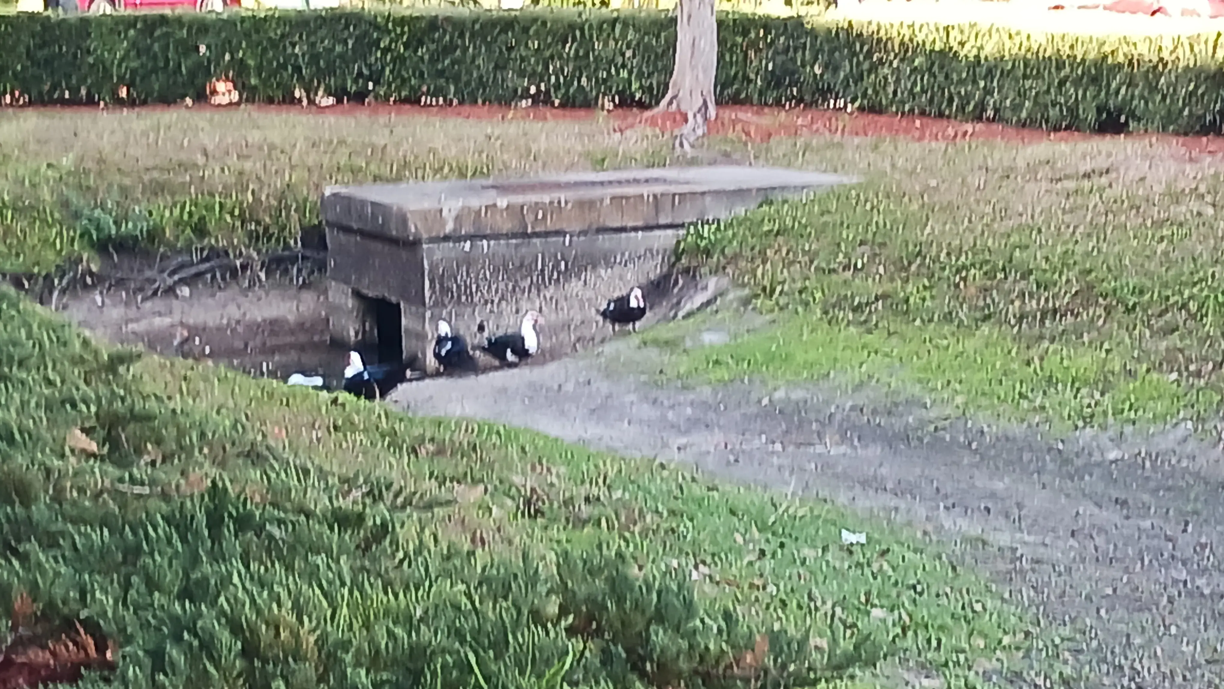 Advance Coin Laundry thumbnail 16