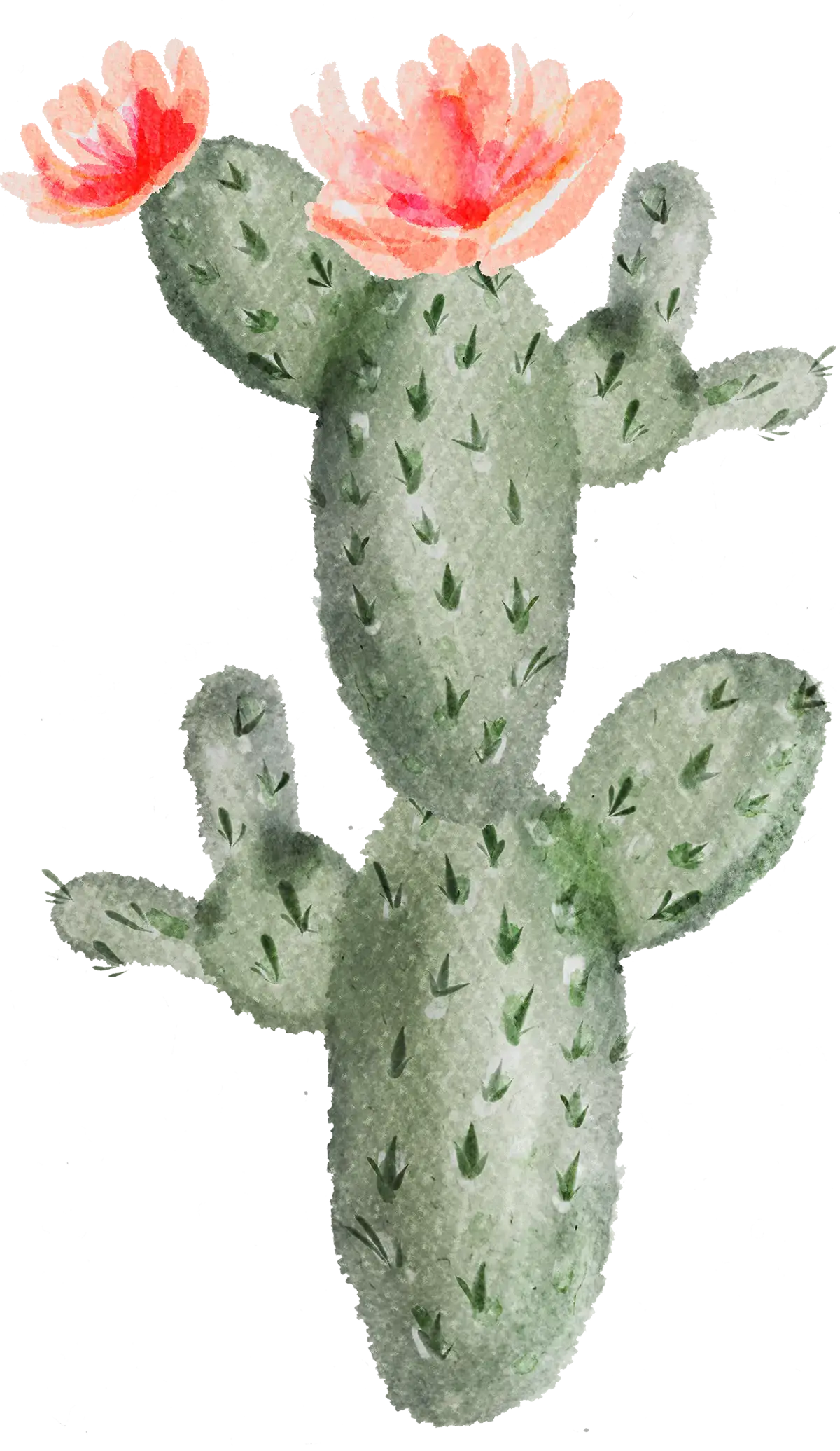 Cactus Dry Cleaners & Laundry Service - Image 3