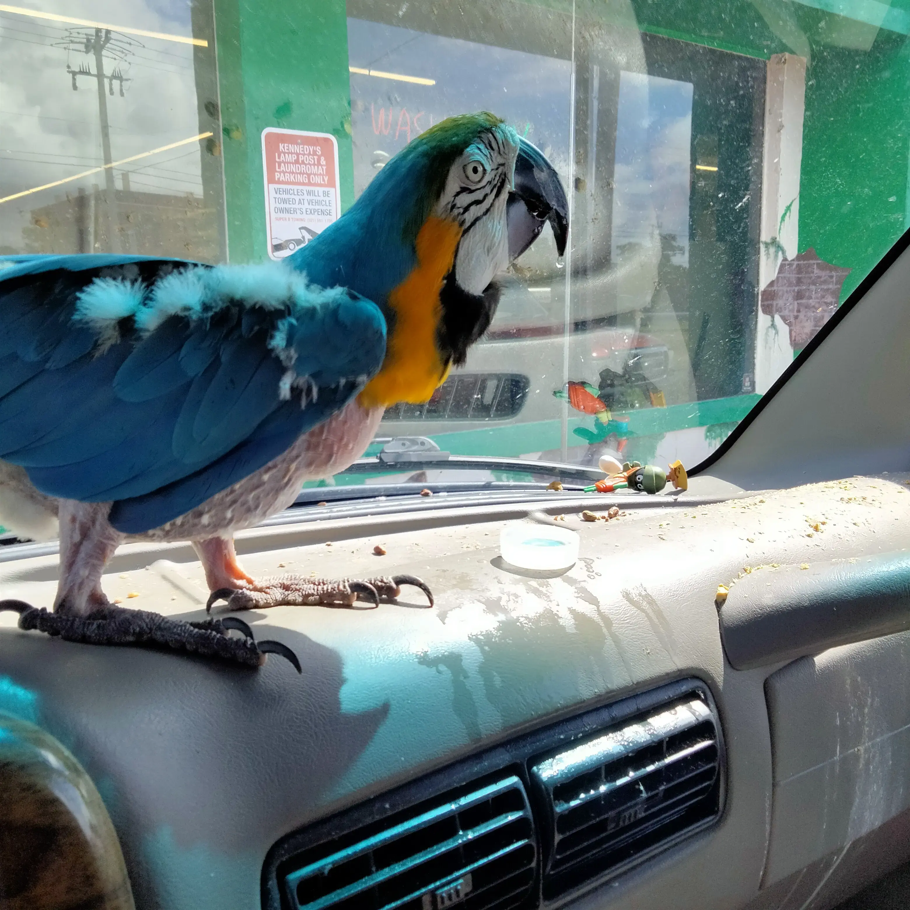 Cape Laundry thumbnail 6