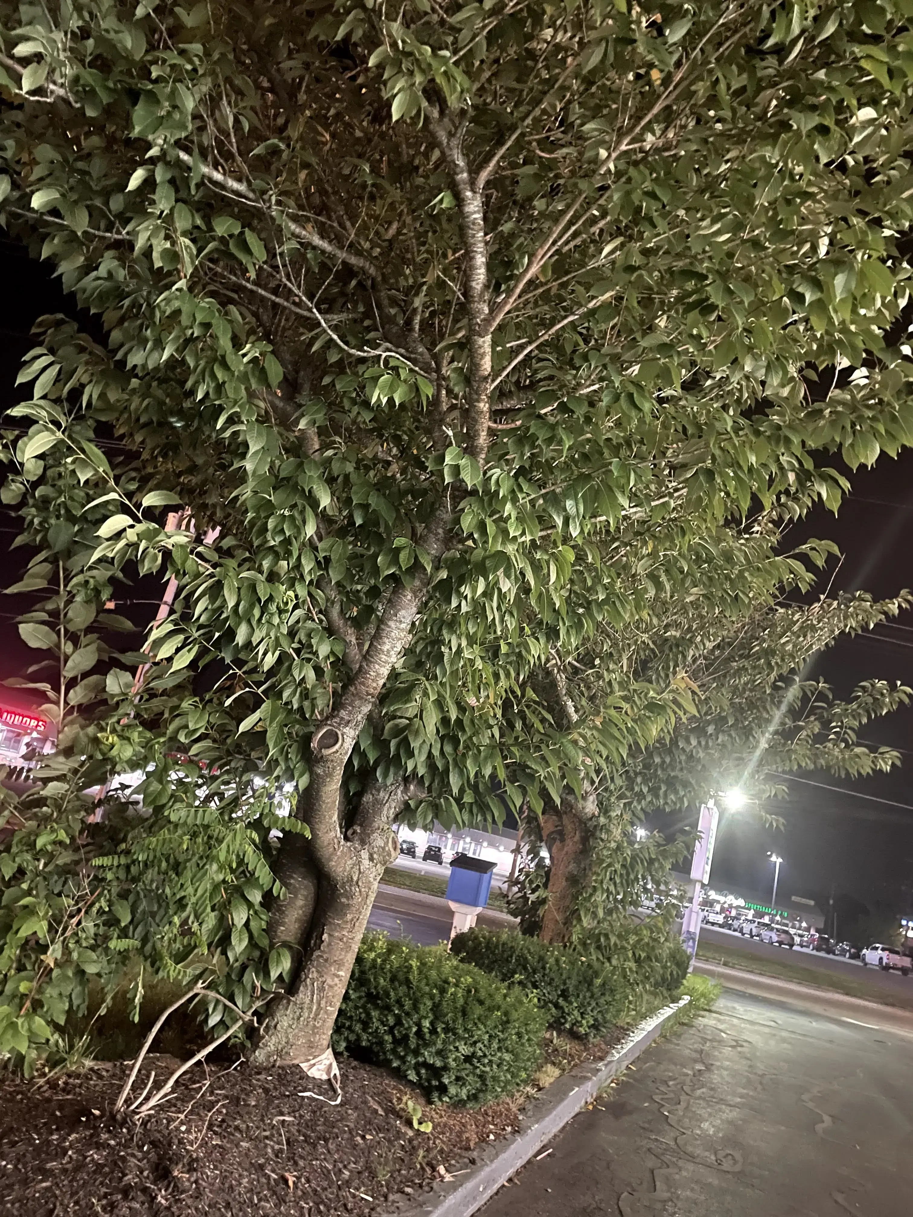 Cary Hill Superwash Laundromat thumbnail 5