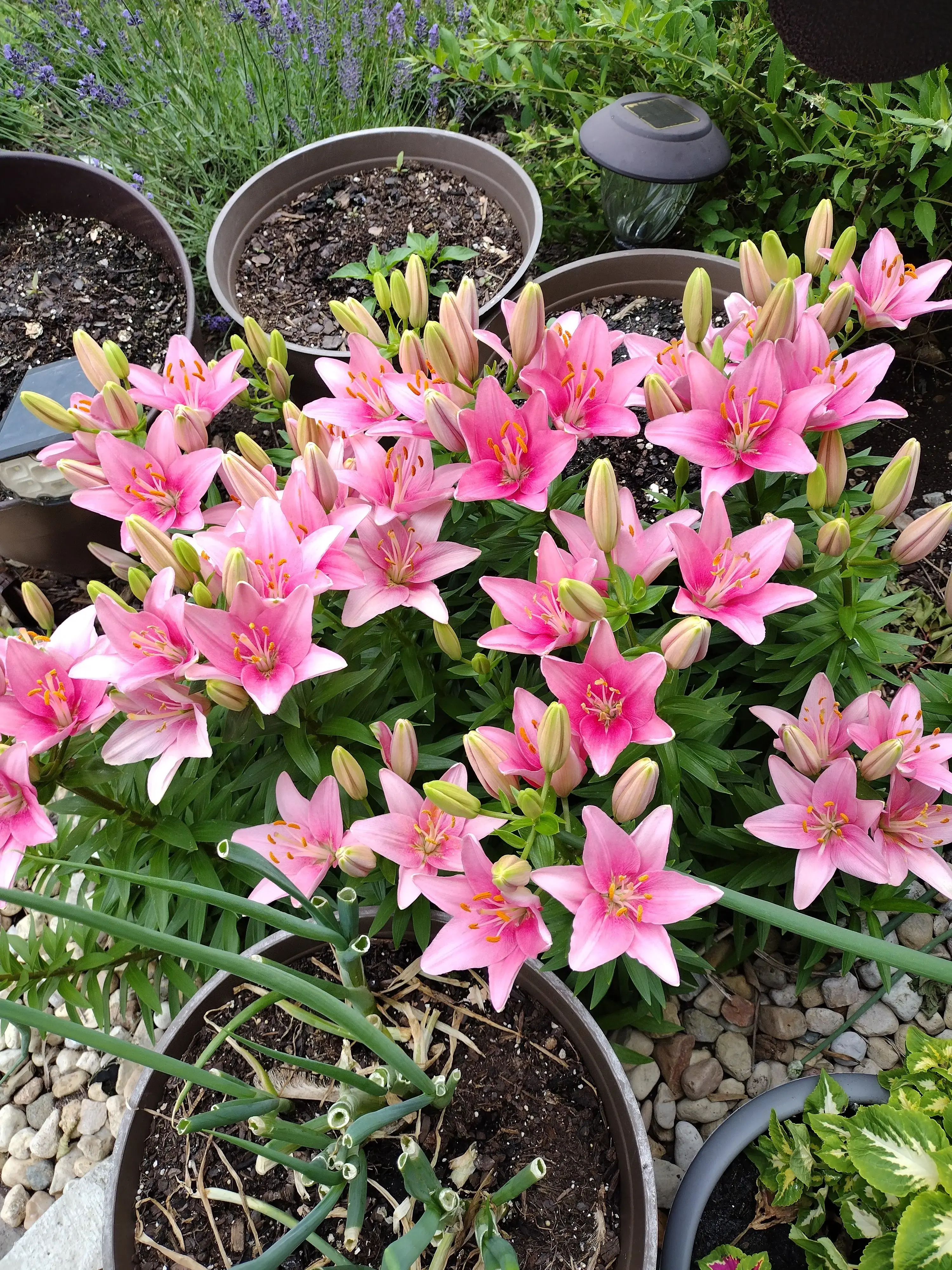 CD One Price Cleaners - Image 2