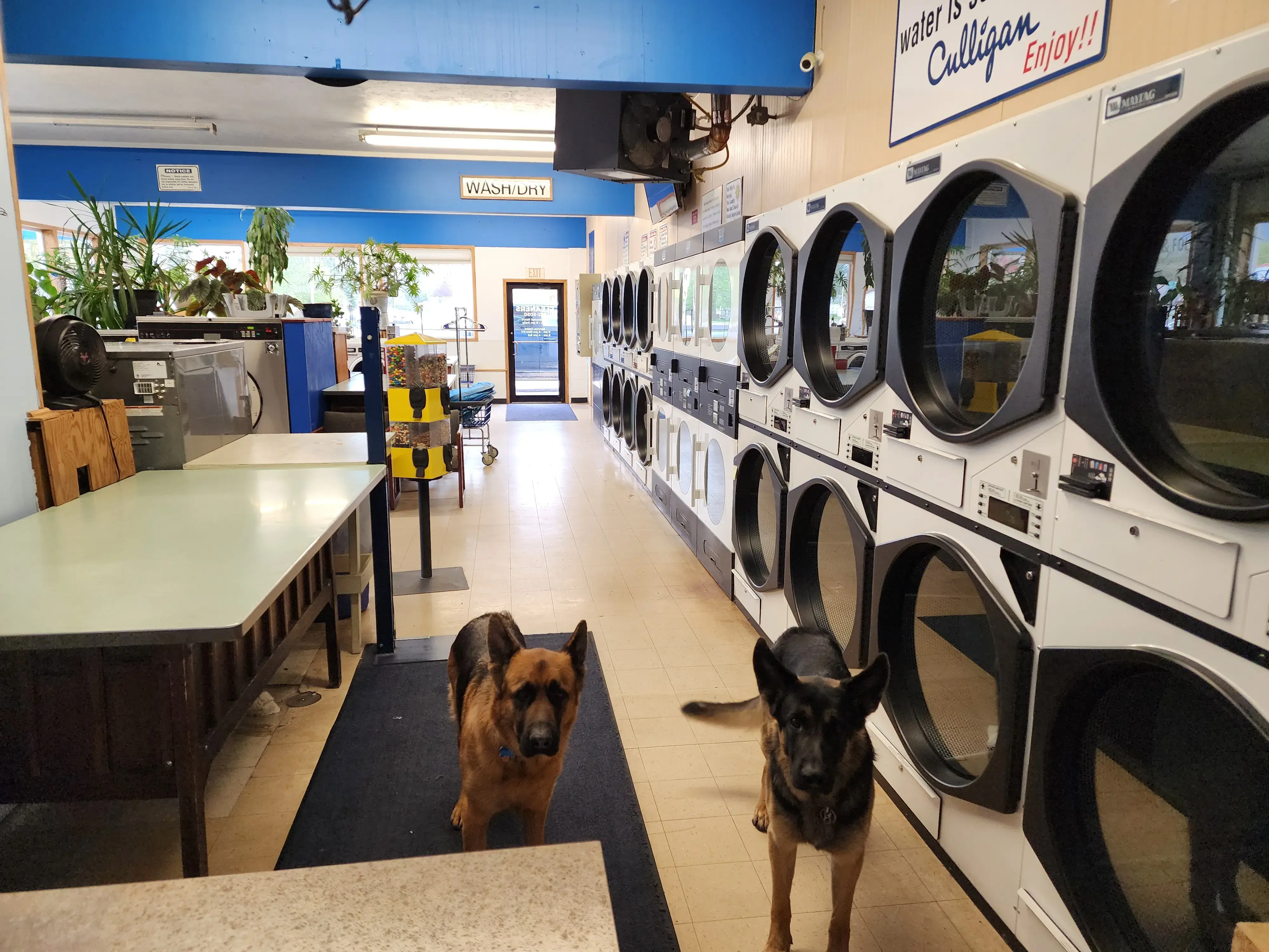 City Cleaners thumbnail 15