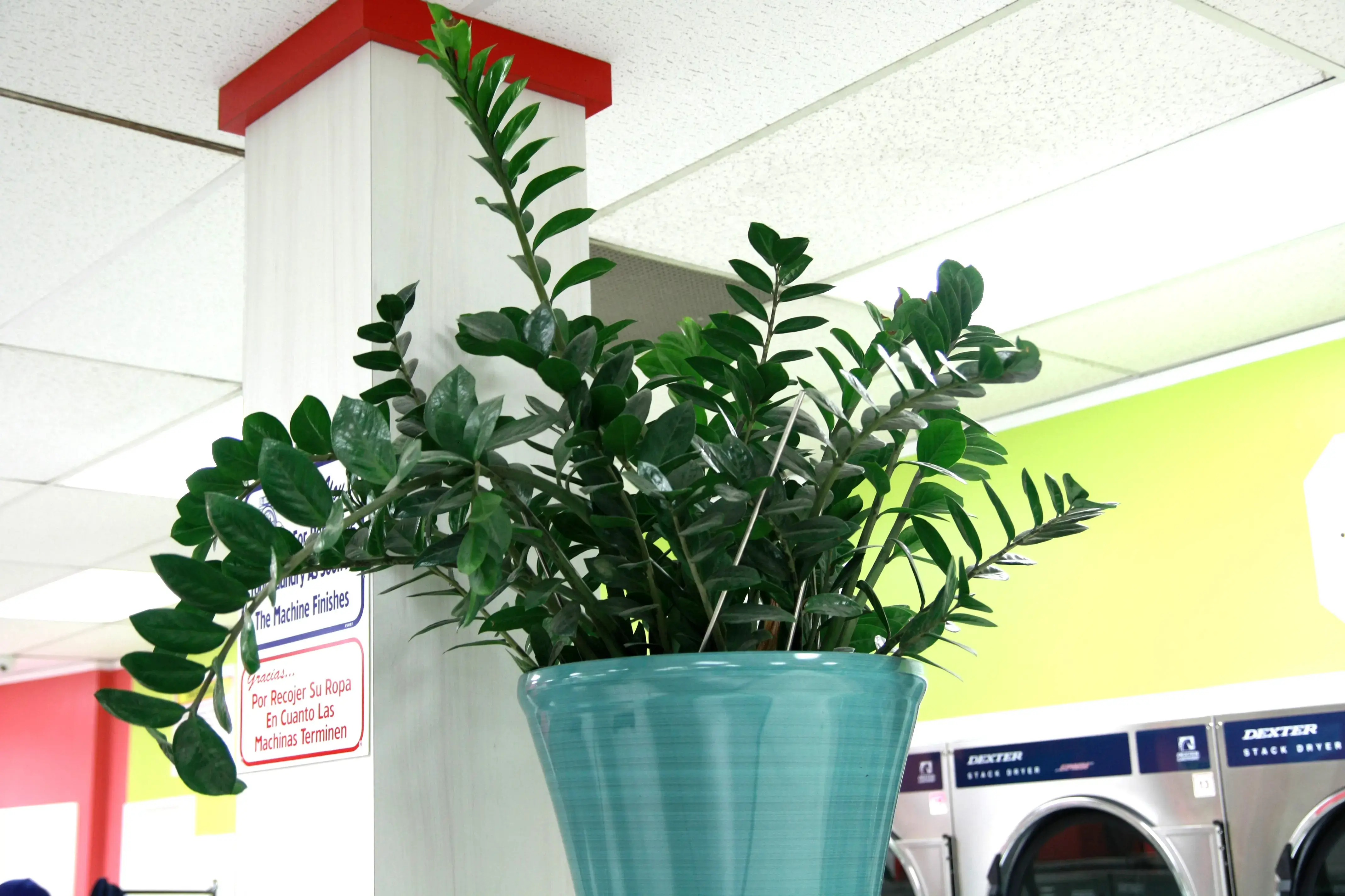 Clover Laundry Whittier thumbnail 10