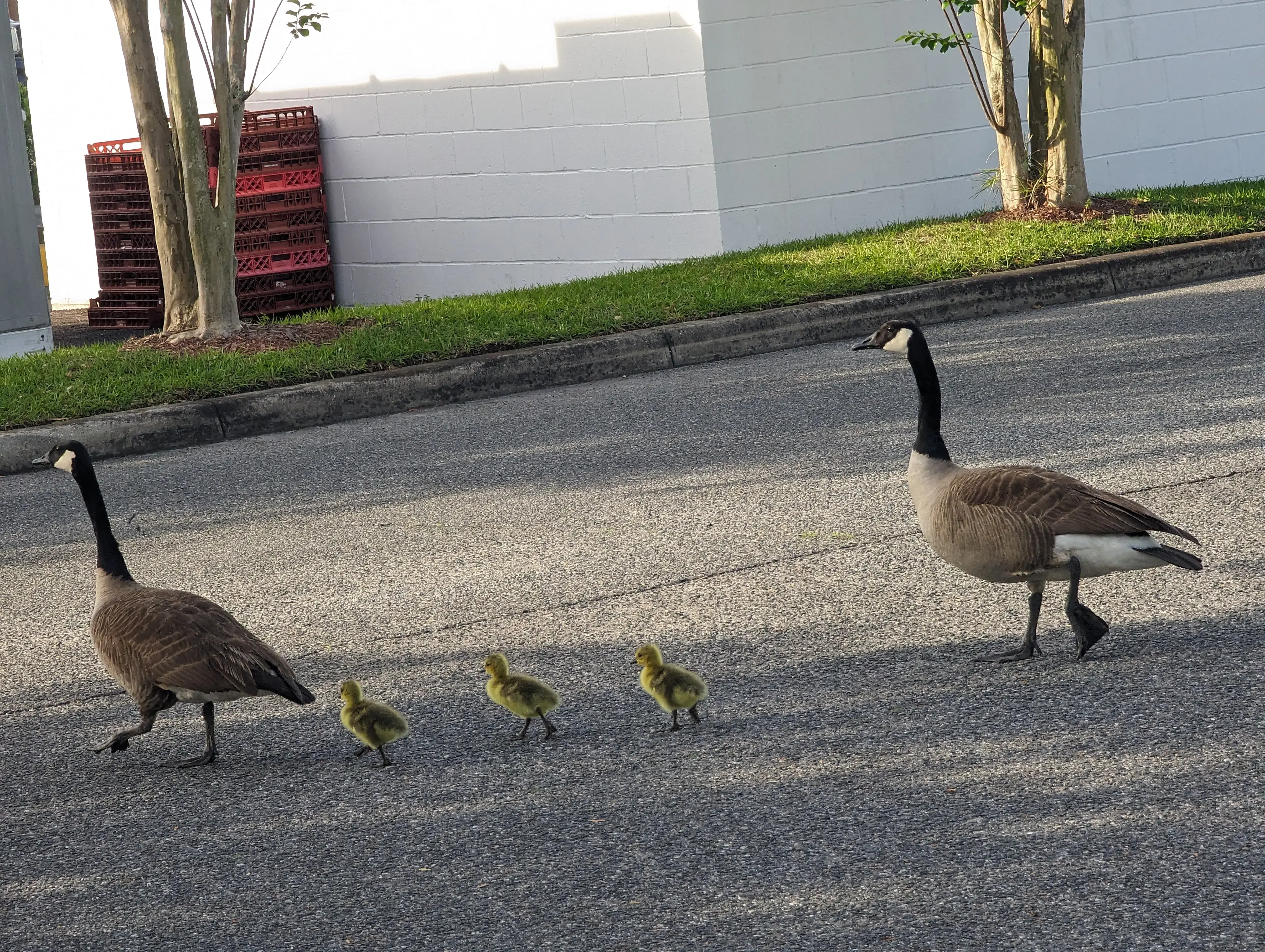 Coin Laundry - Image 7