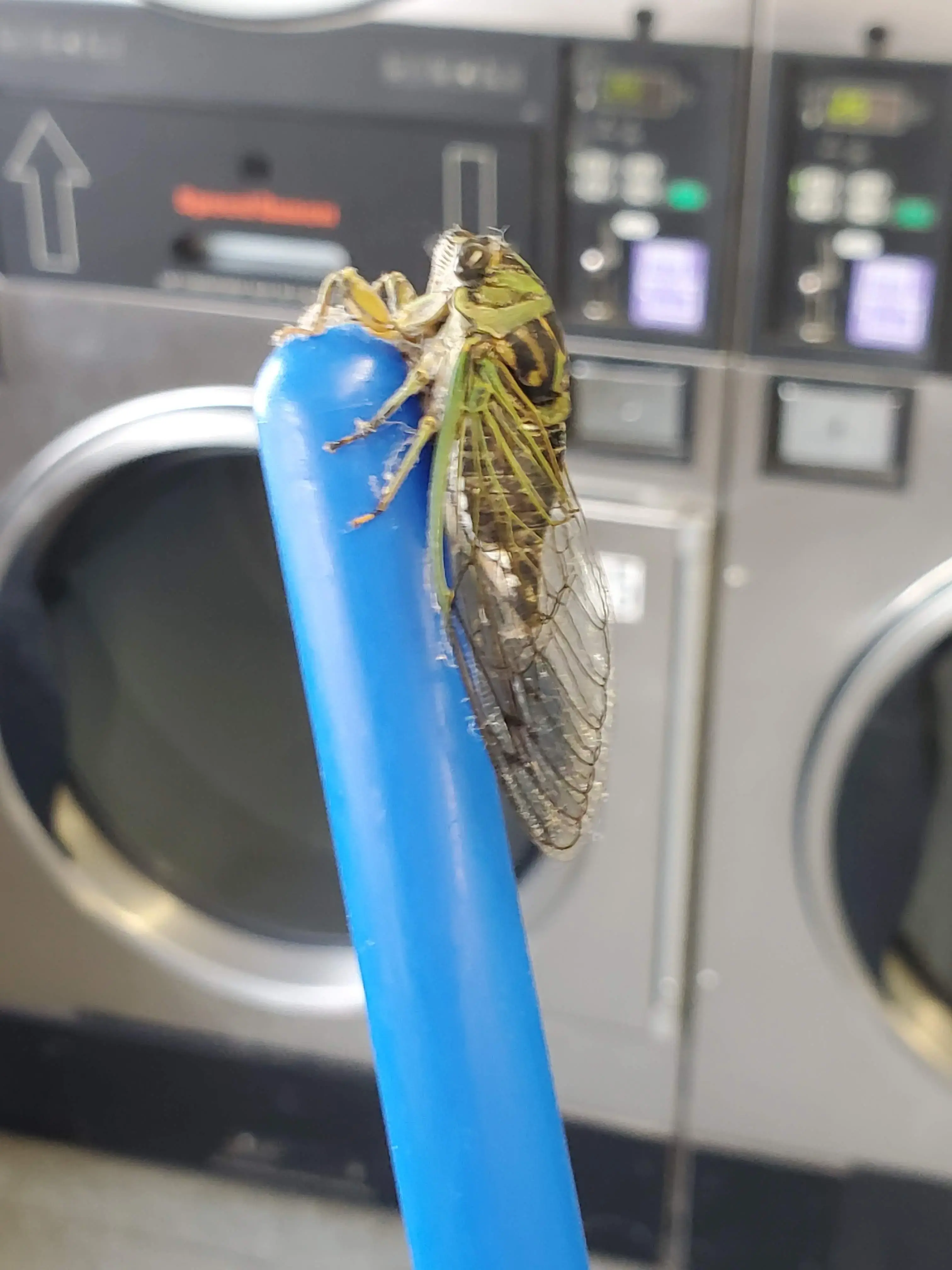 Collins Ave Laundry thumbnail 10