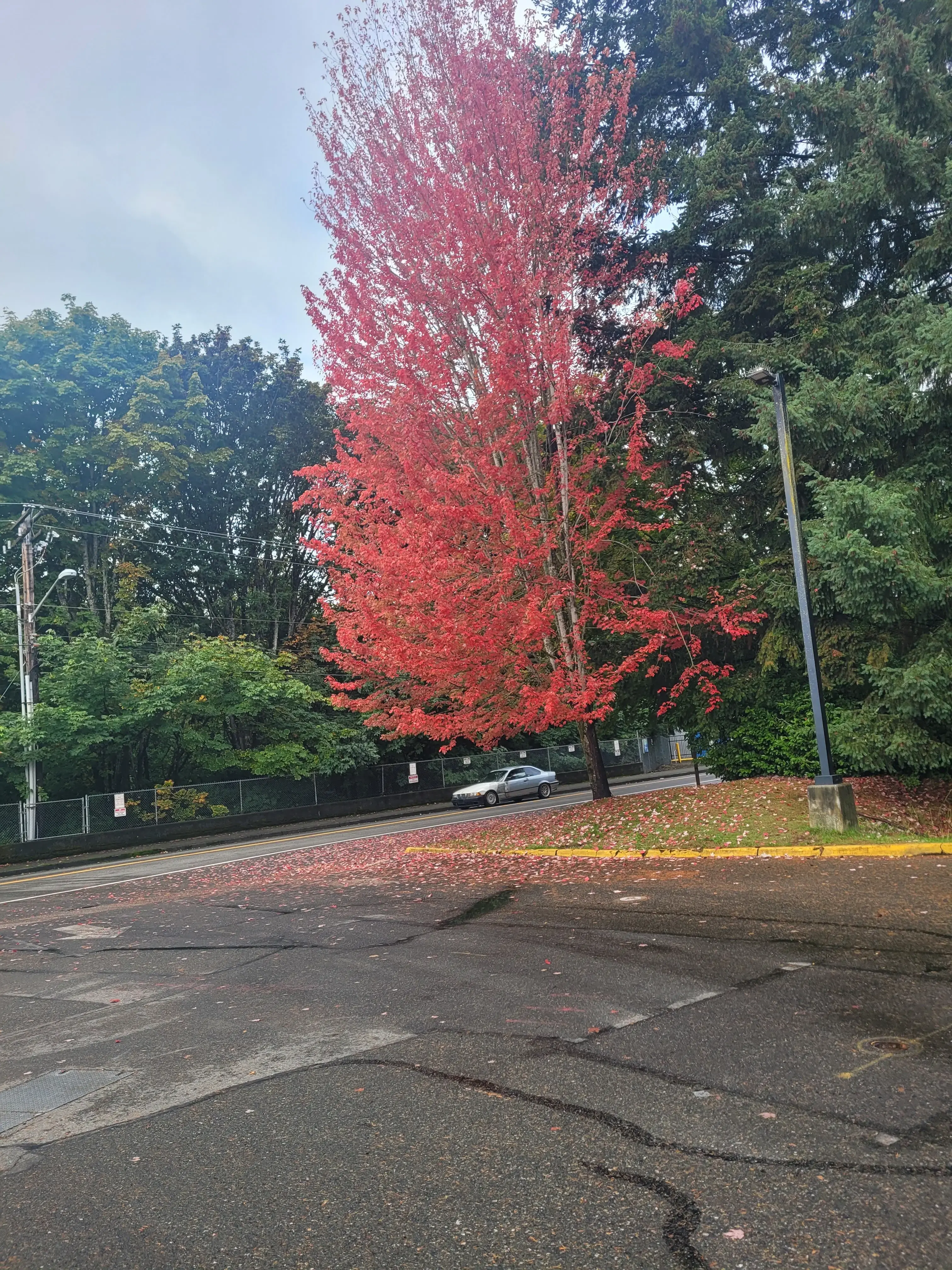 Dash Point Laundry thumbnail 14