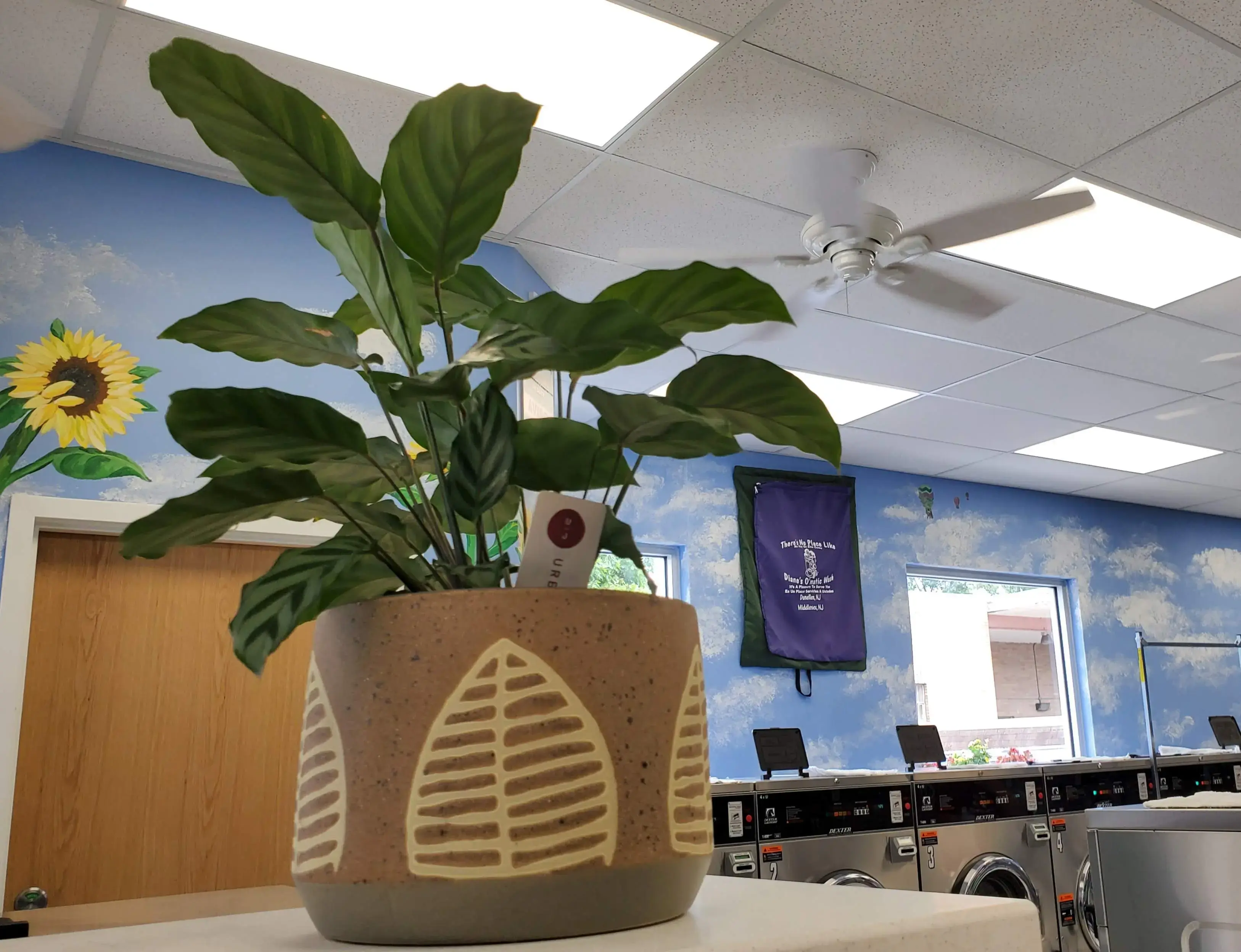 Diane's O'Matic Wash thumbnail 10