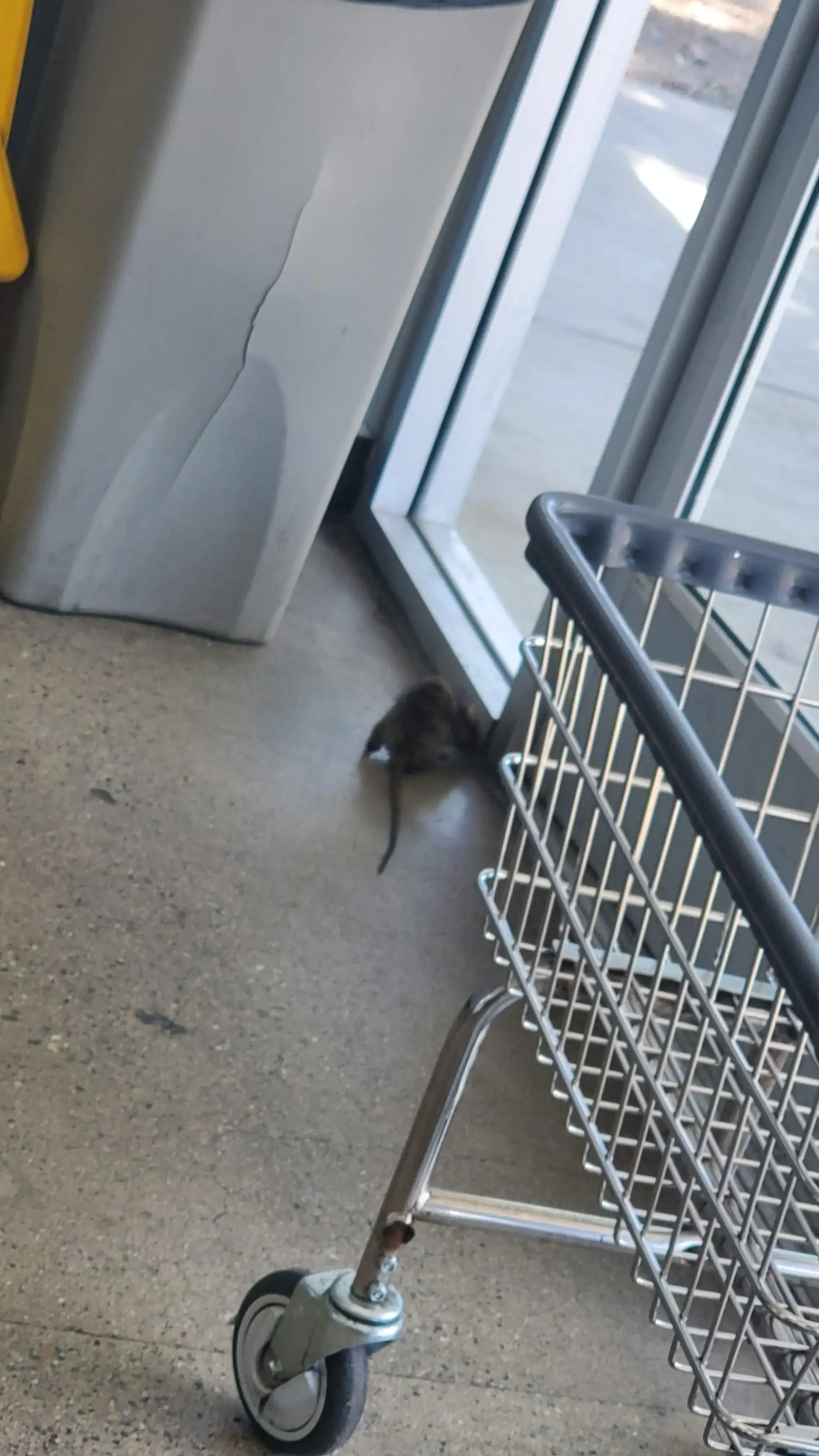 Dirty Bird Laundry - Image 15