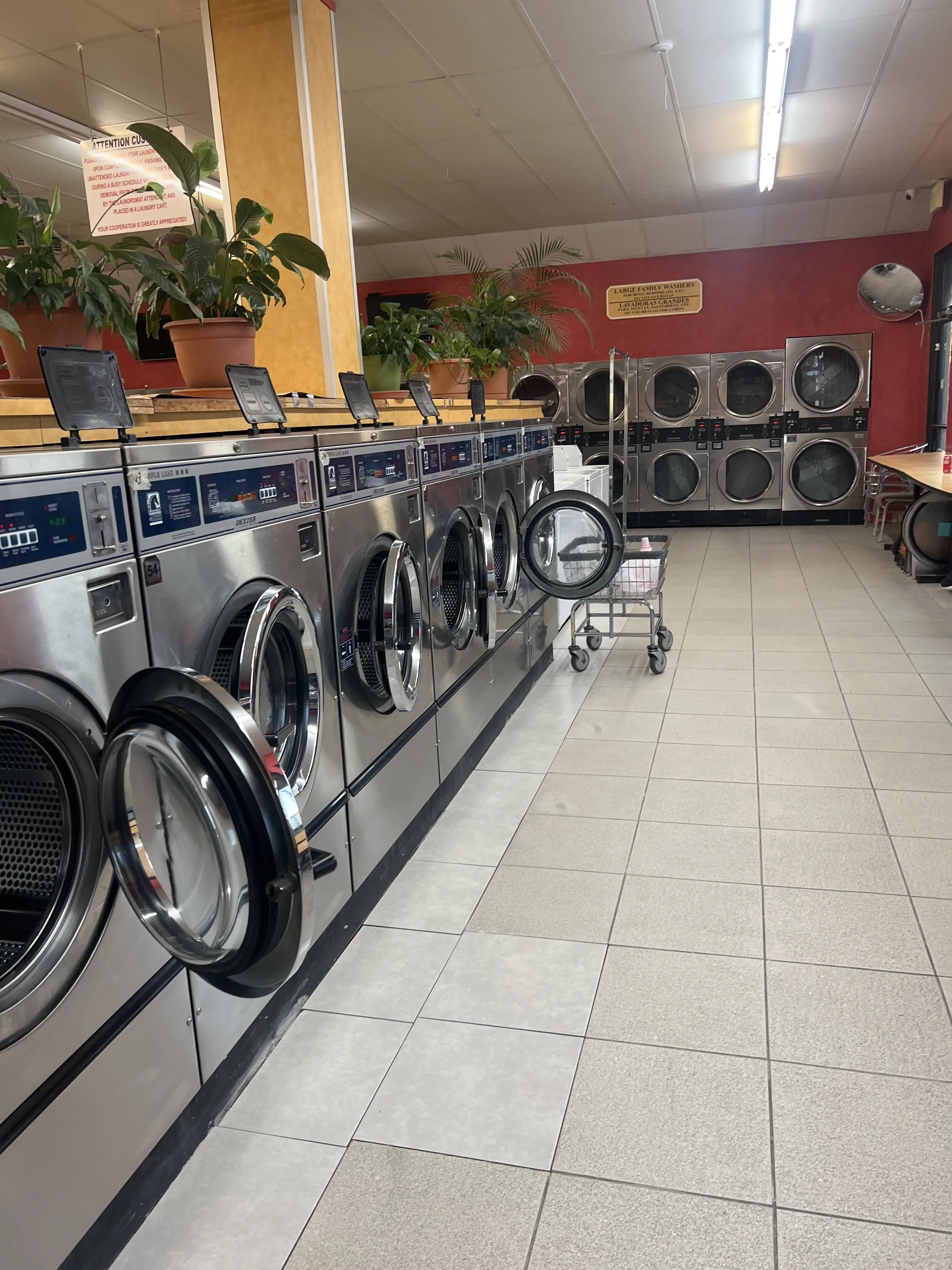DZLaundry - Bright and Shine - Image 19