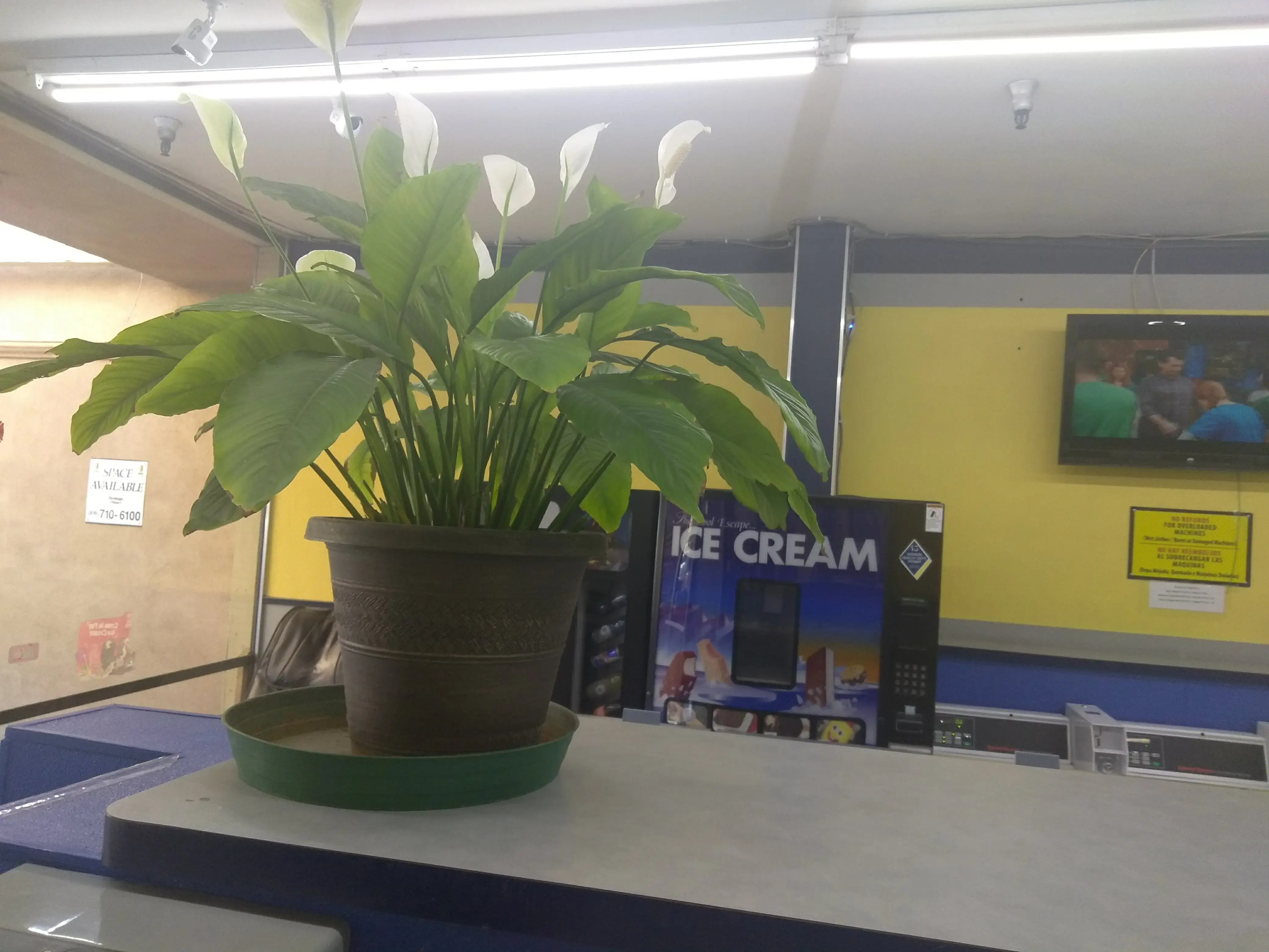 DZLaundry - Coin Wash - Image 9