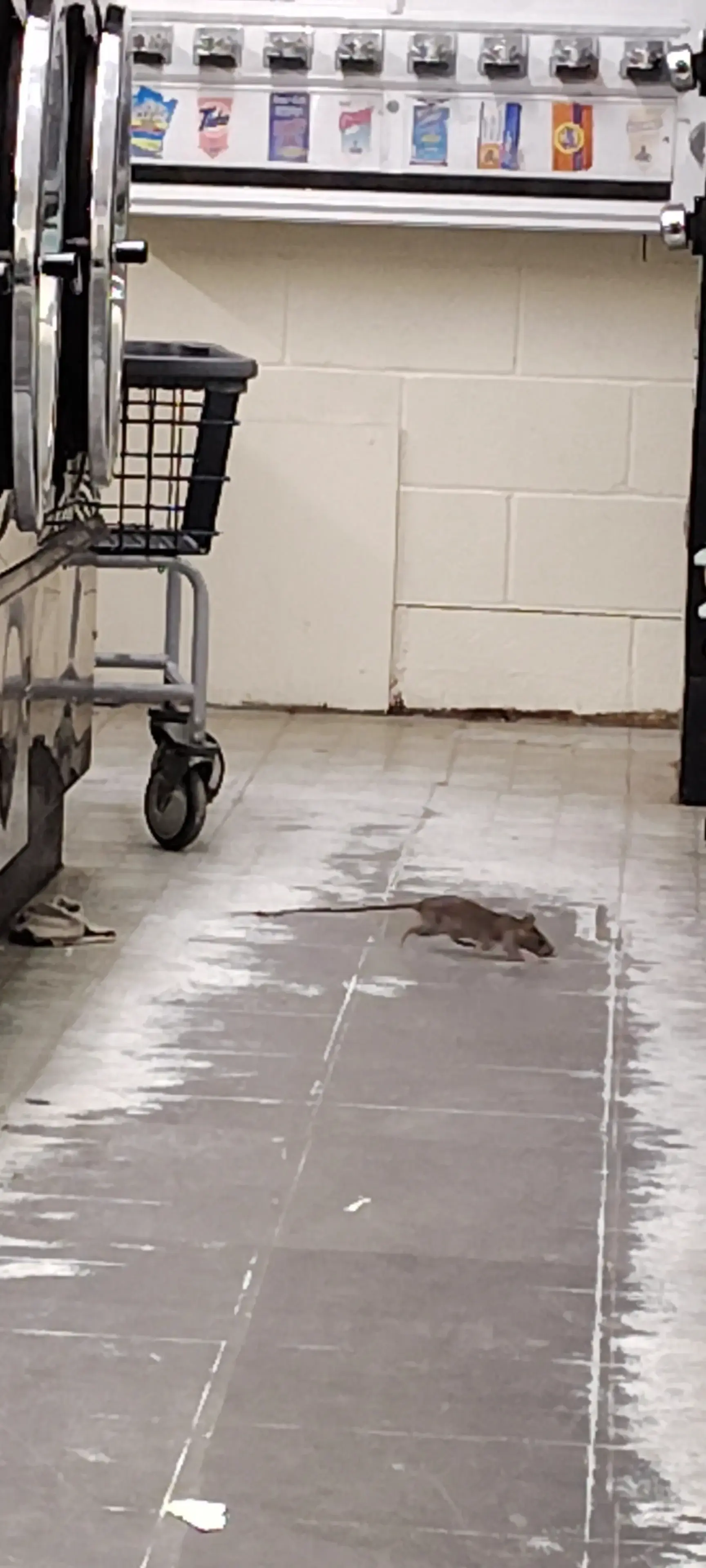 E-Z Wash thumbnail 14