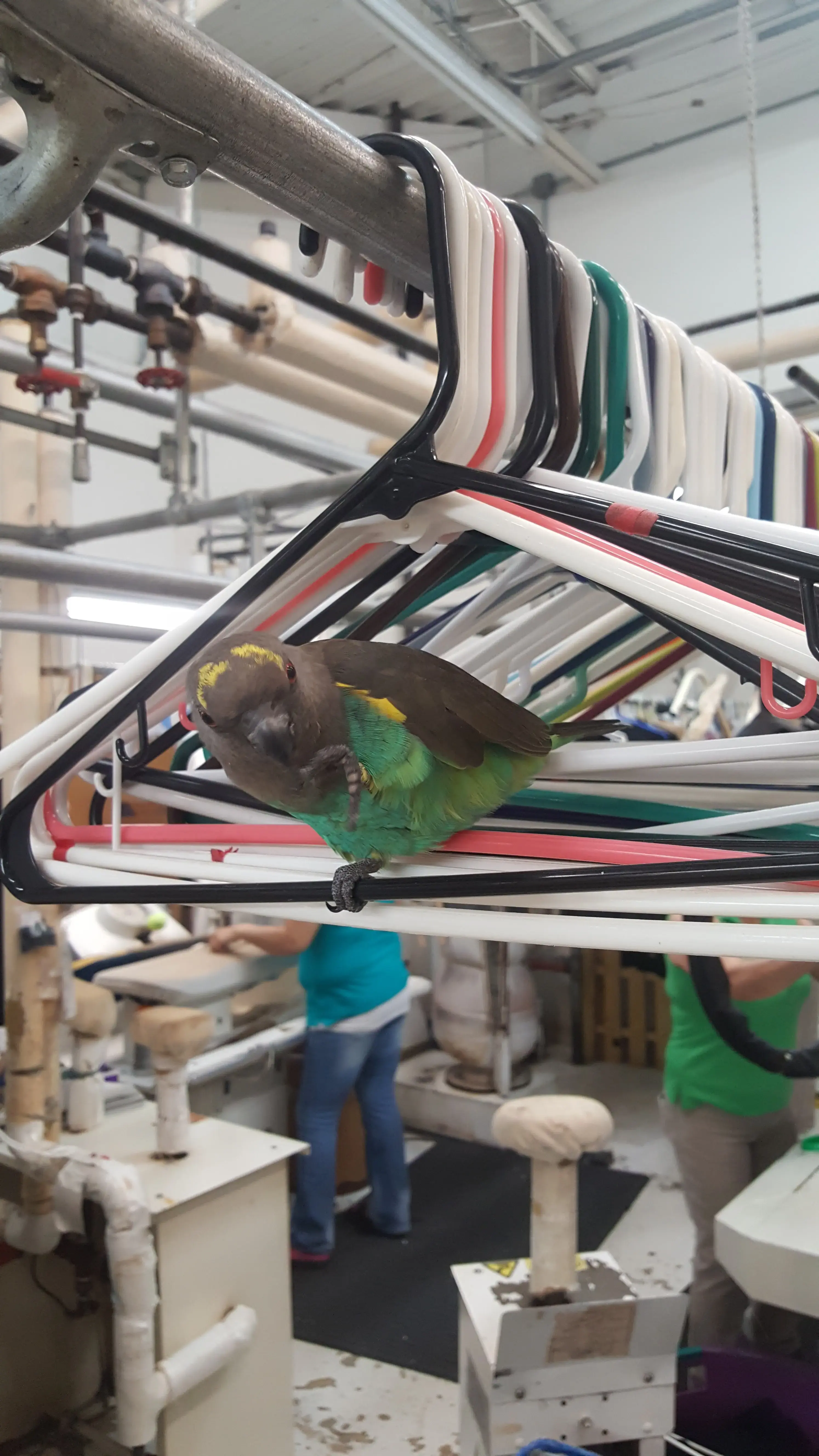Eagle Cleaners location