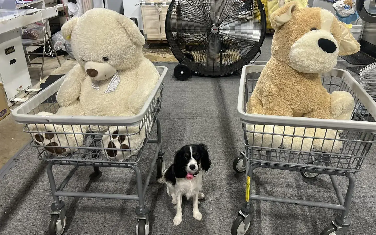 Family Pride Cleaners thumbnail 7