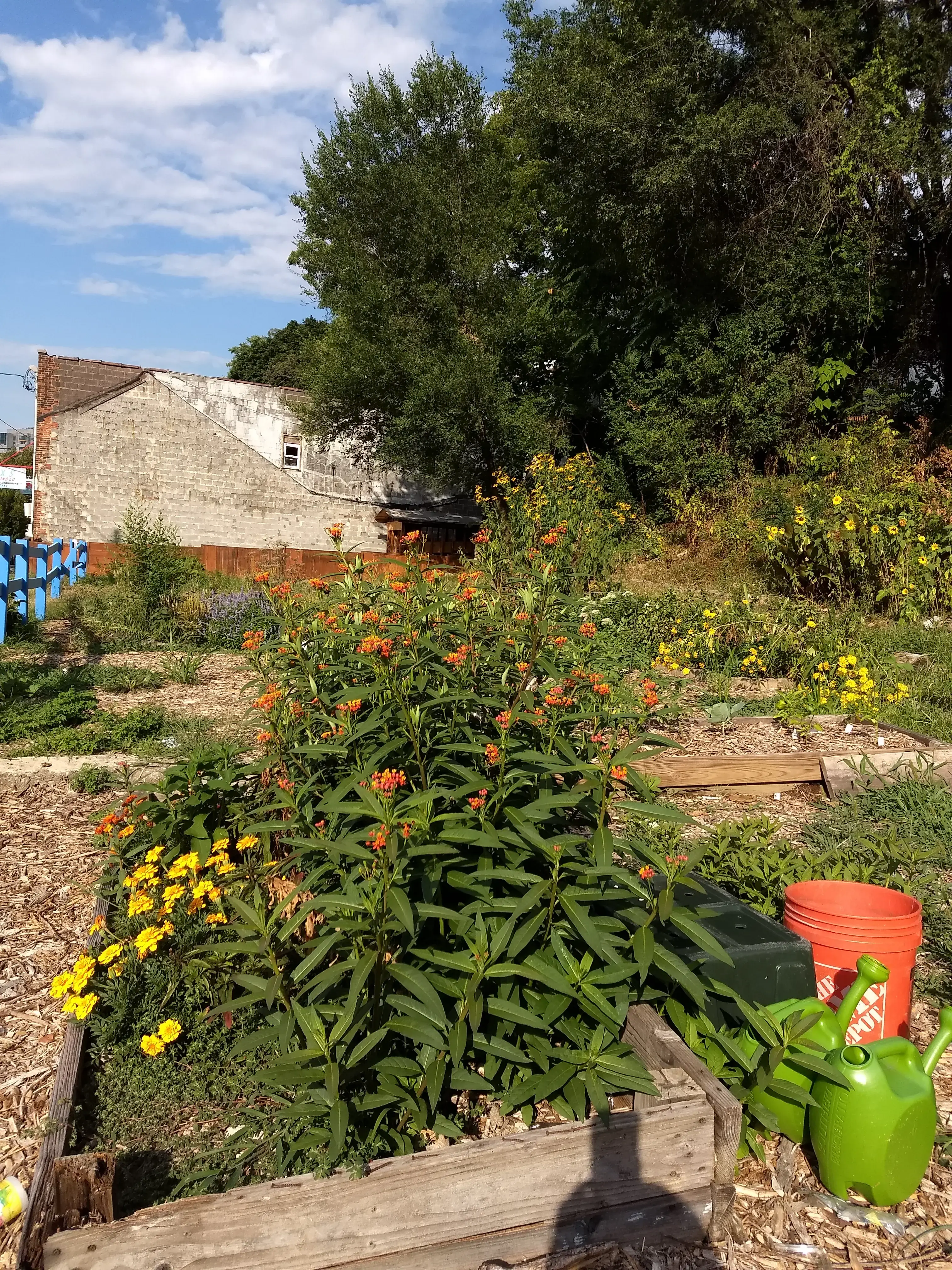 Fox's Wash and Go thumbnail 2