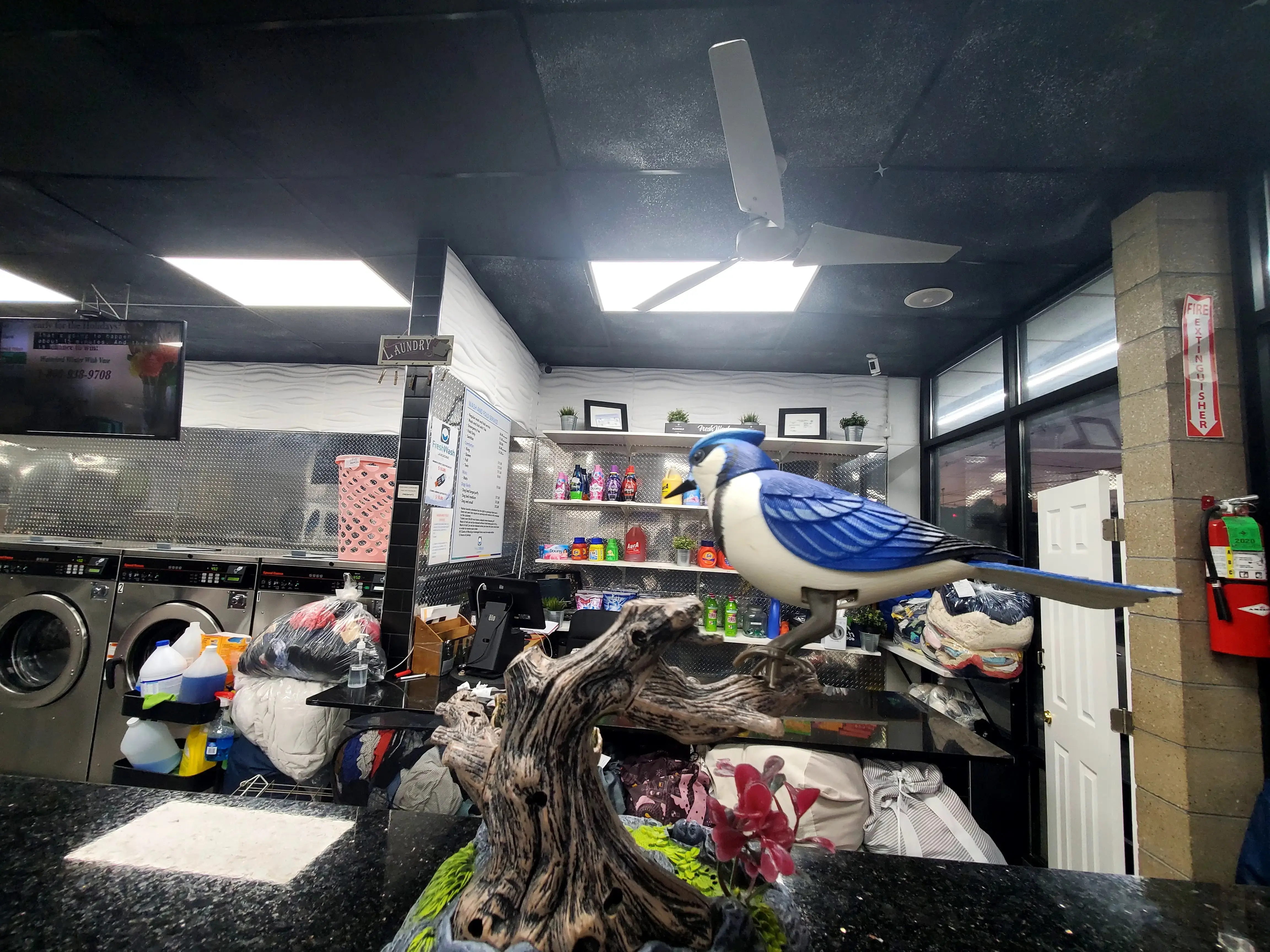 Freshwash Laundromat thumbnail 5