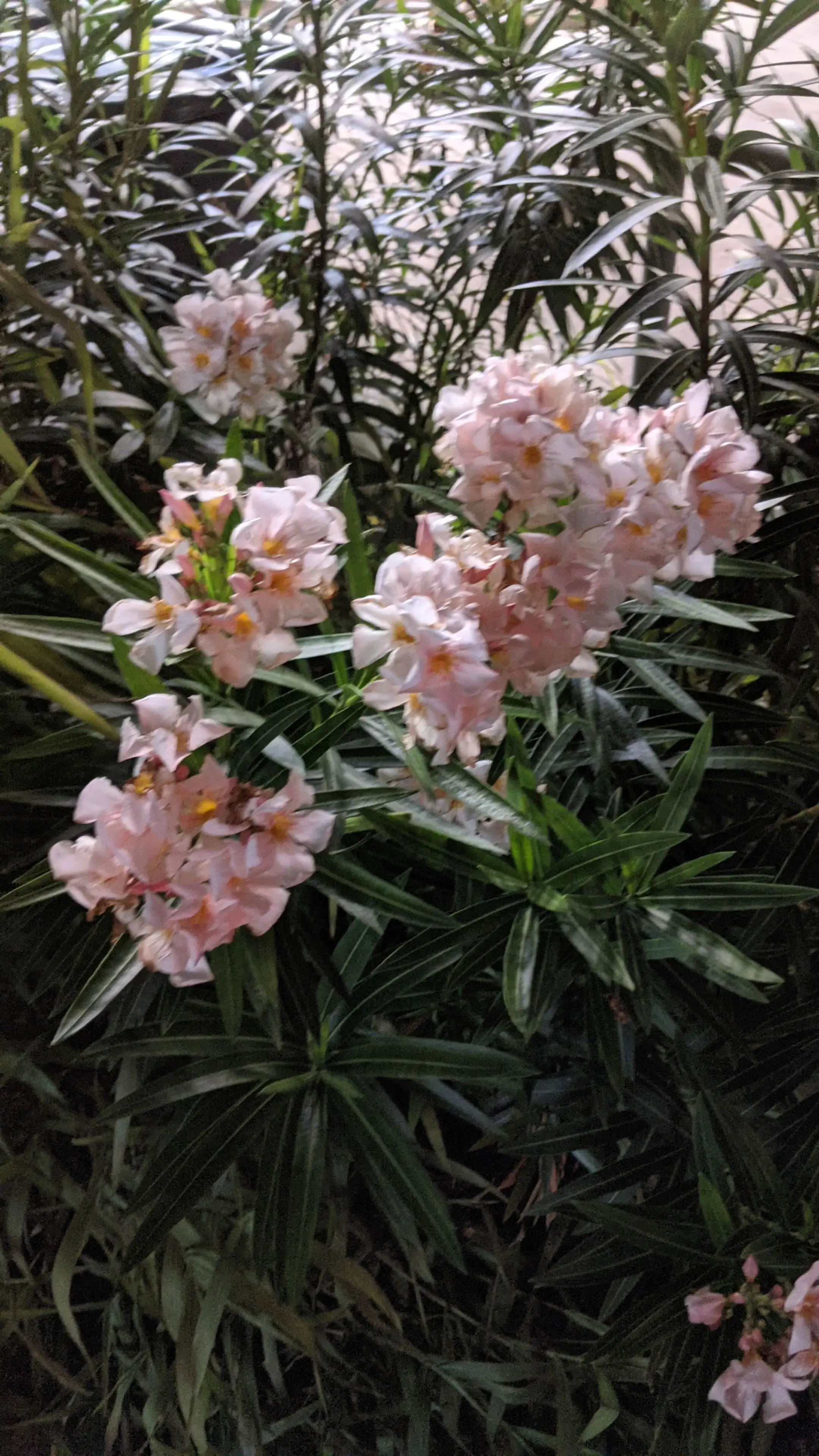 Galveston Washateria Laundrymat - Image 14