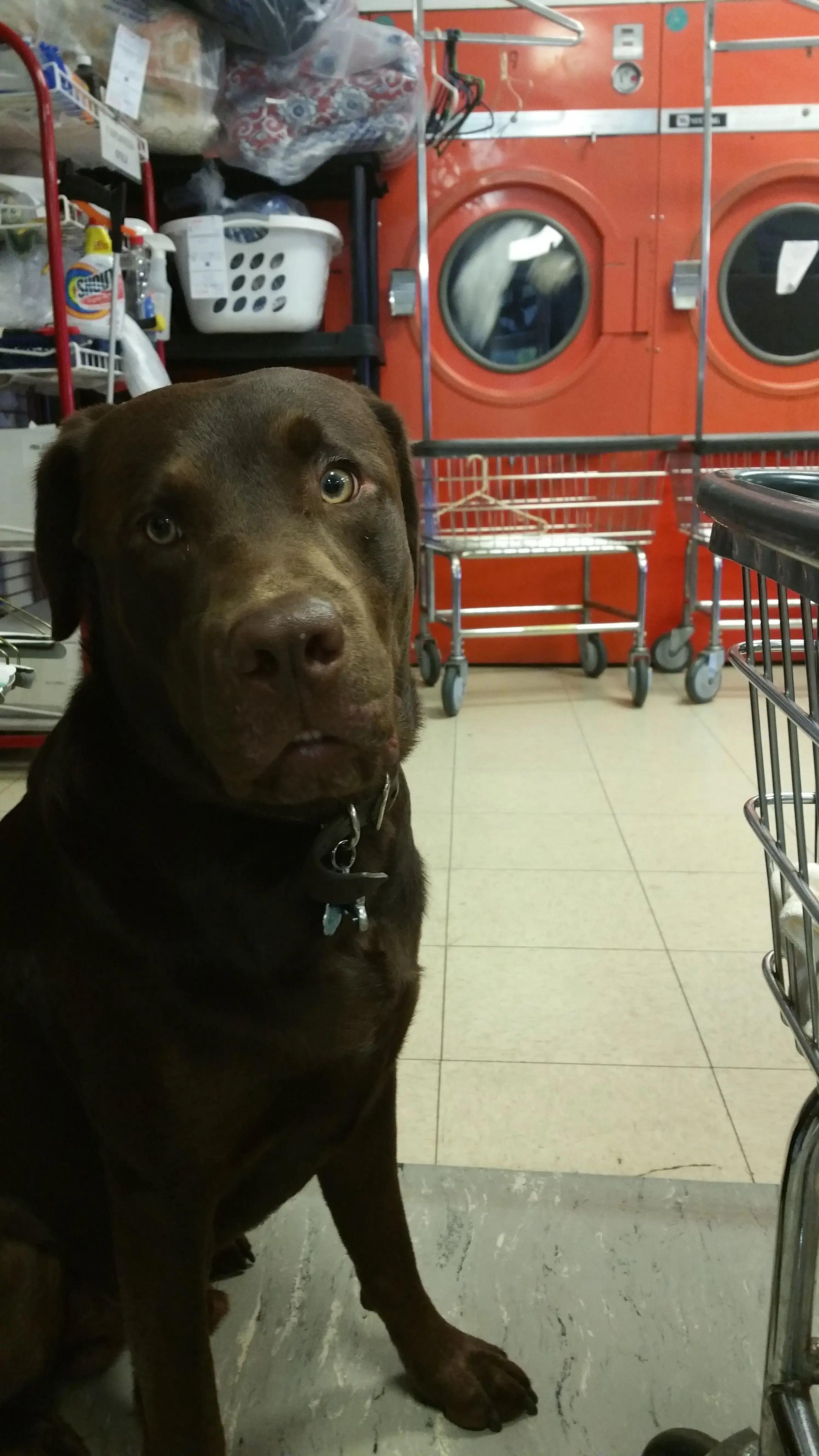 Iarussi Laundry Services thumbnail 5