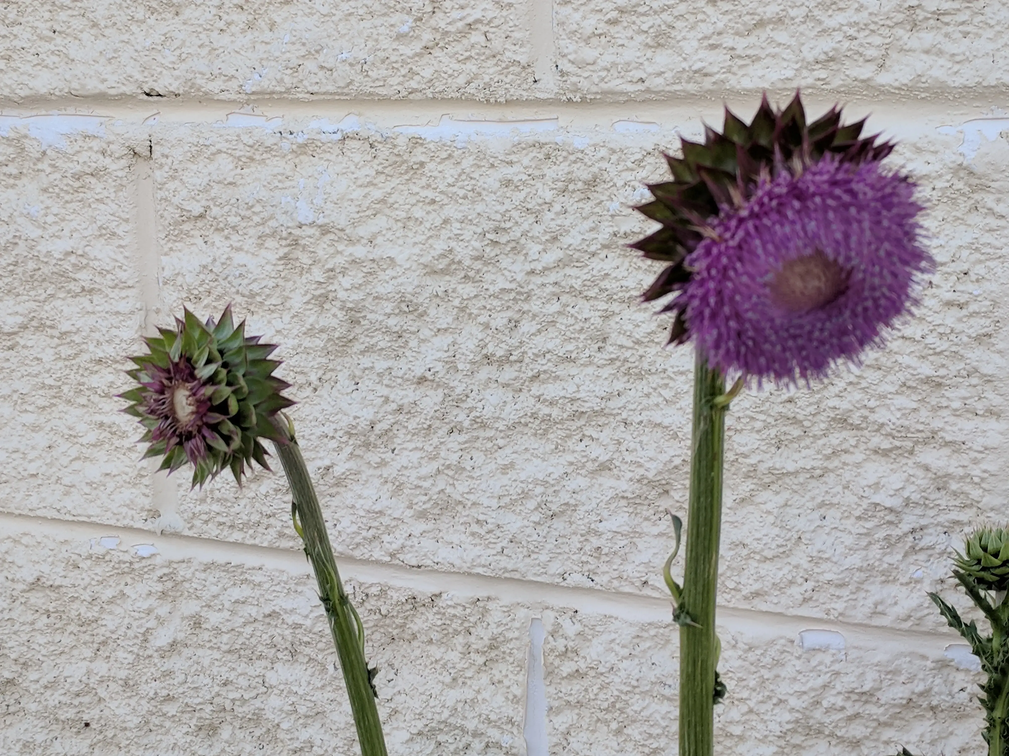 Jefferson City Coin Laundry - Image 8