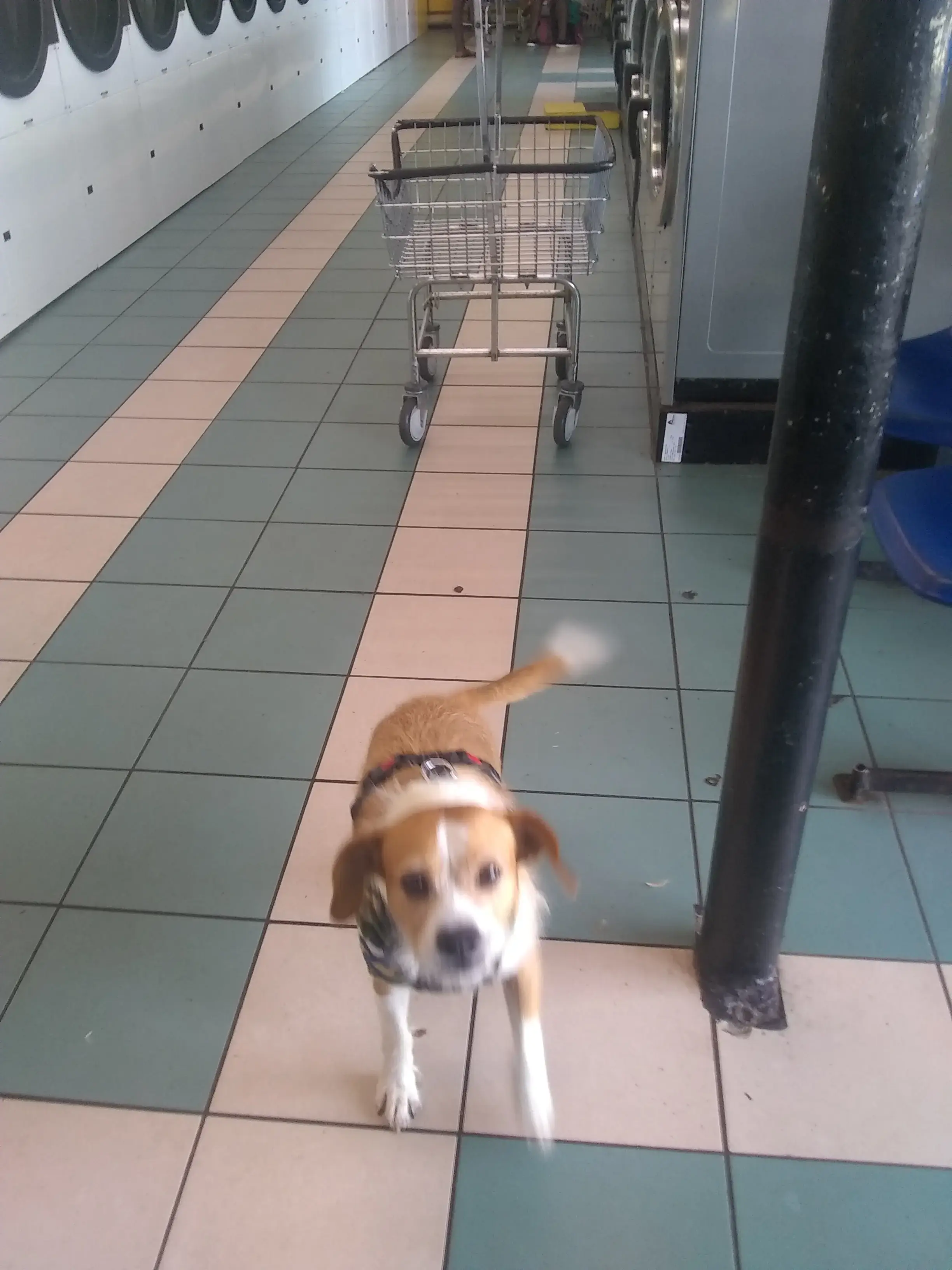 Lake Eustis Laundry, "Veteran Owned" thumbnail 19