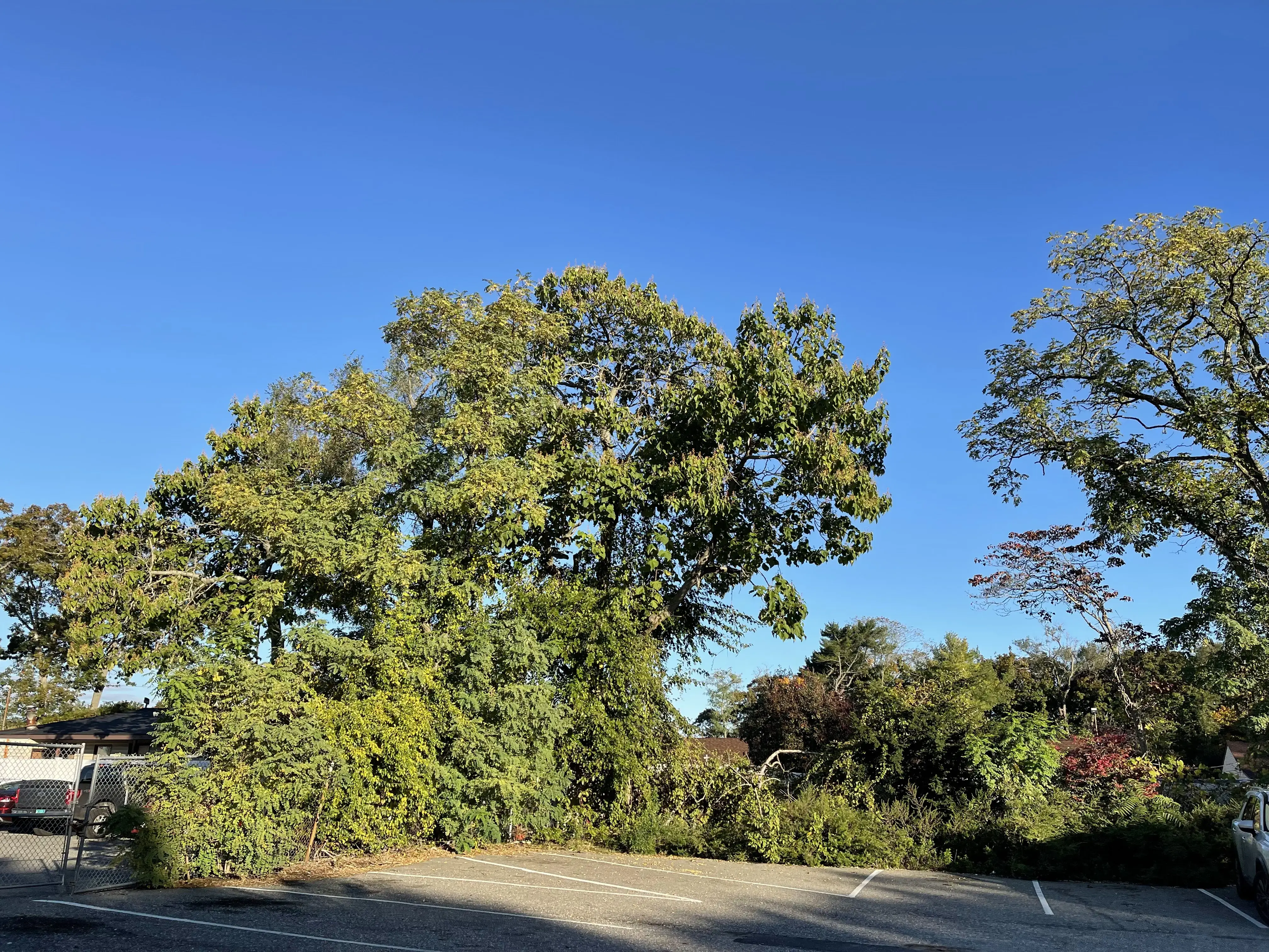 Laundry Kingdom - Image 9