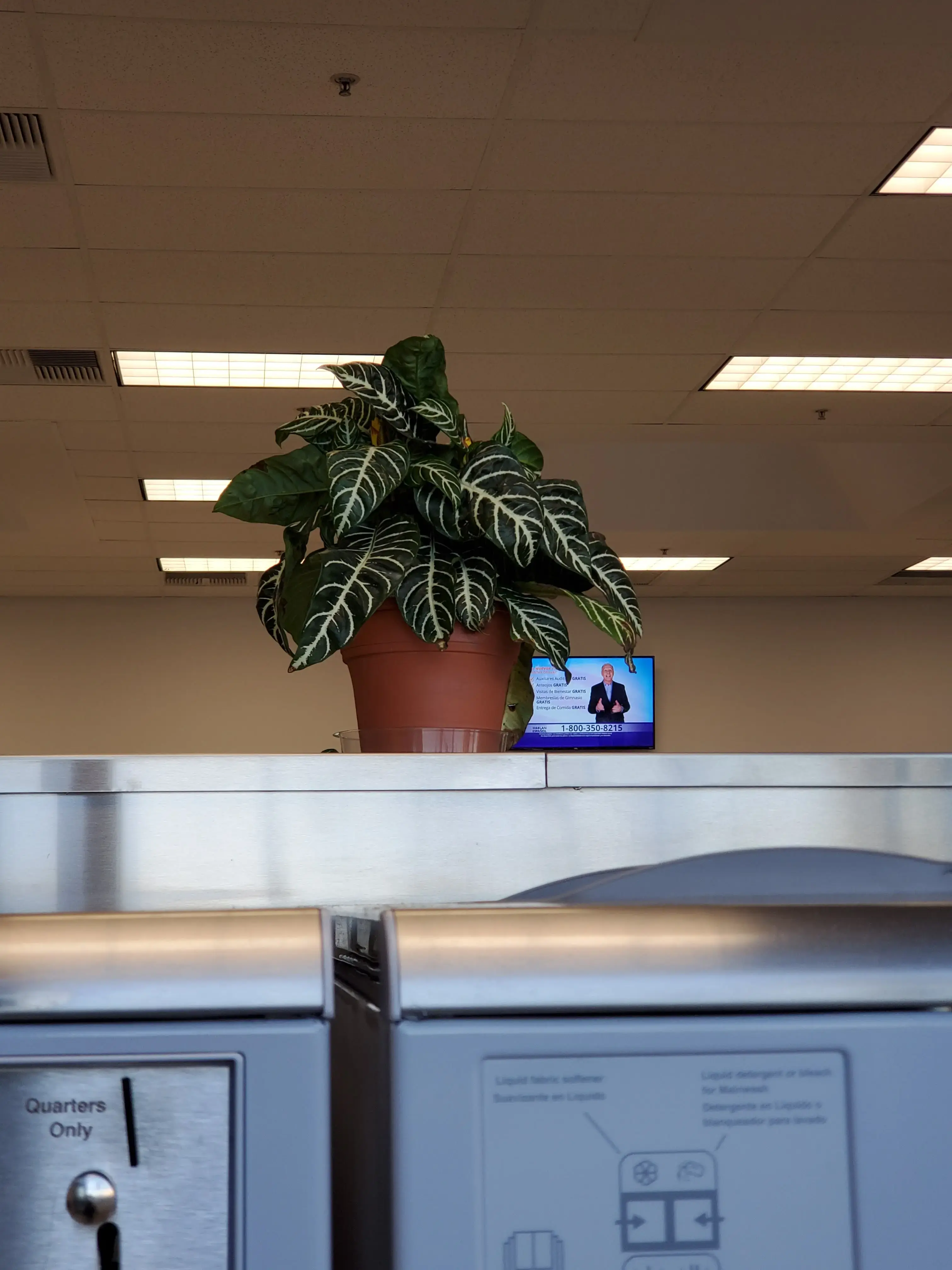 Laundry Pop thumbnail 15