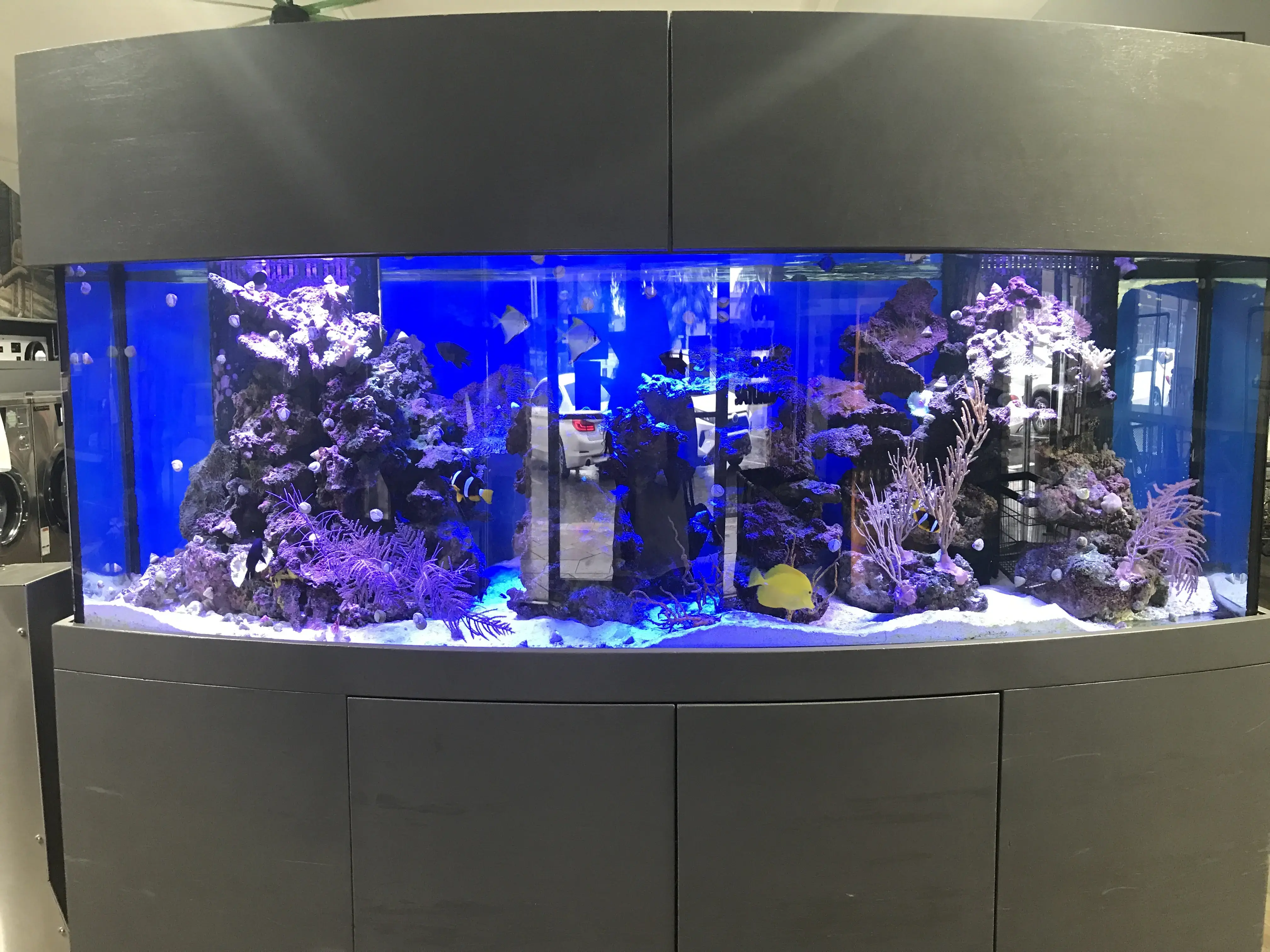 Laundry World thumbnail 6