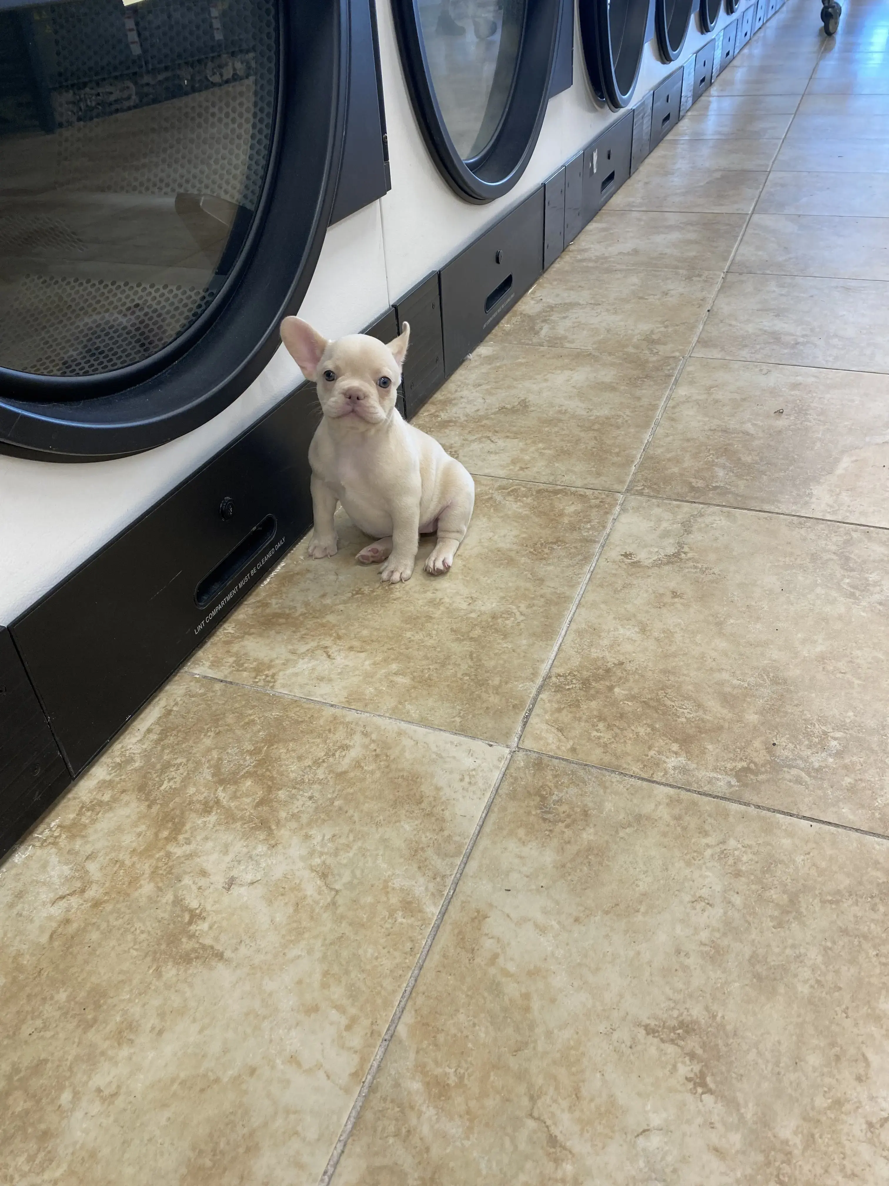 Laundry World - Image 19