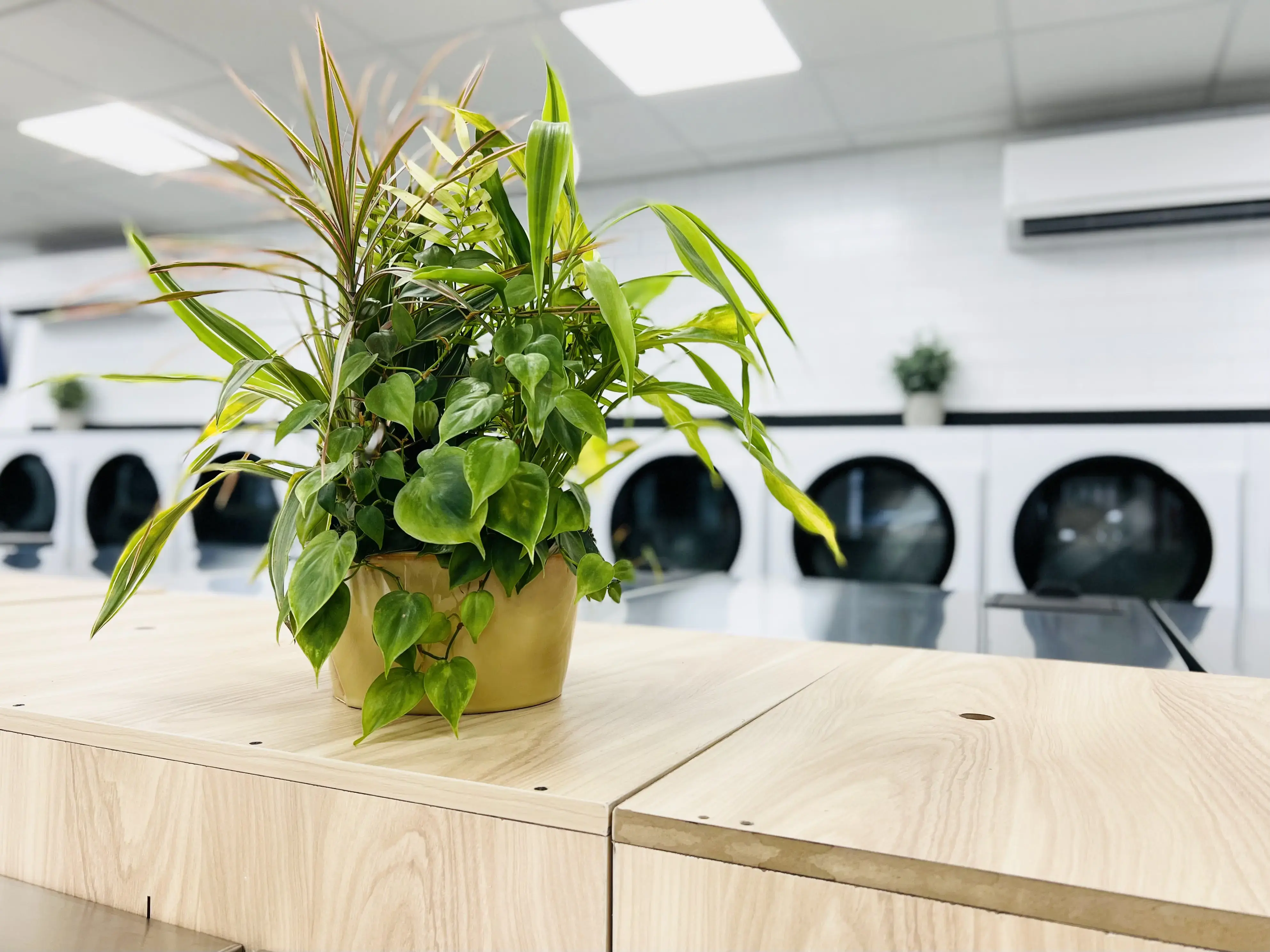 Laundrybee - Jackson Heights - Image 9
