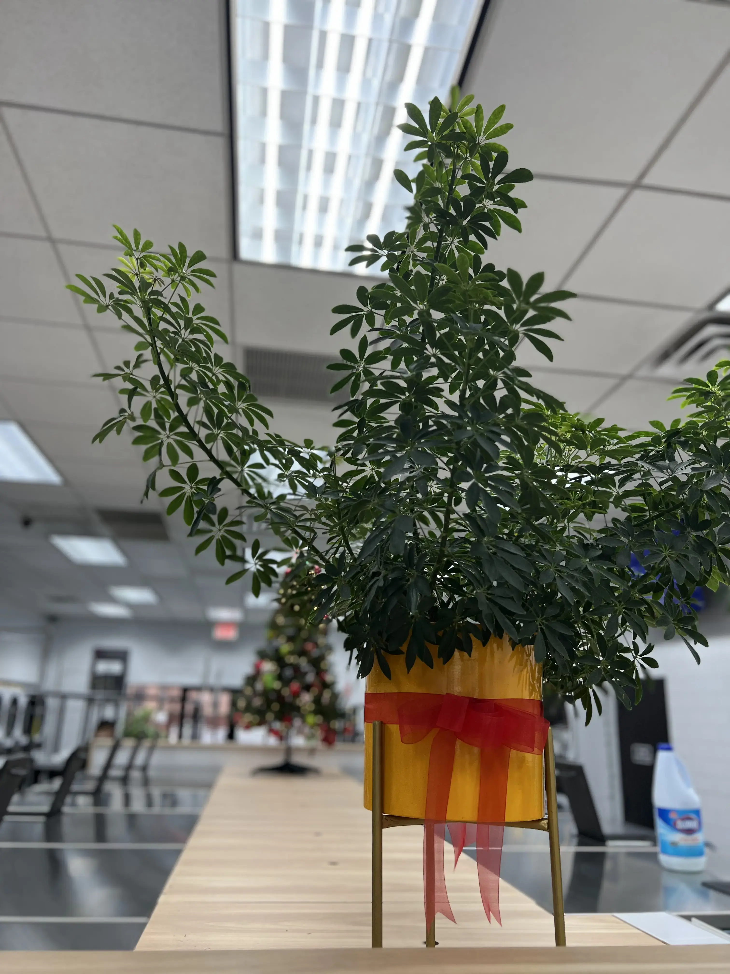 Laundrybee - Kew Gardens Hills thumbnail 15