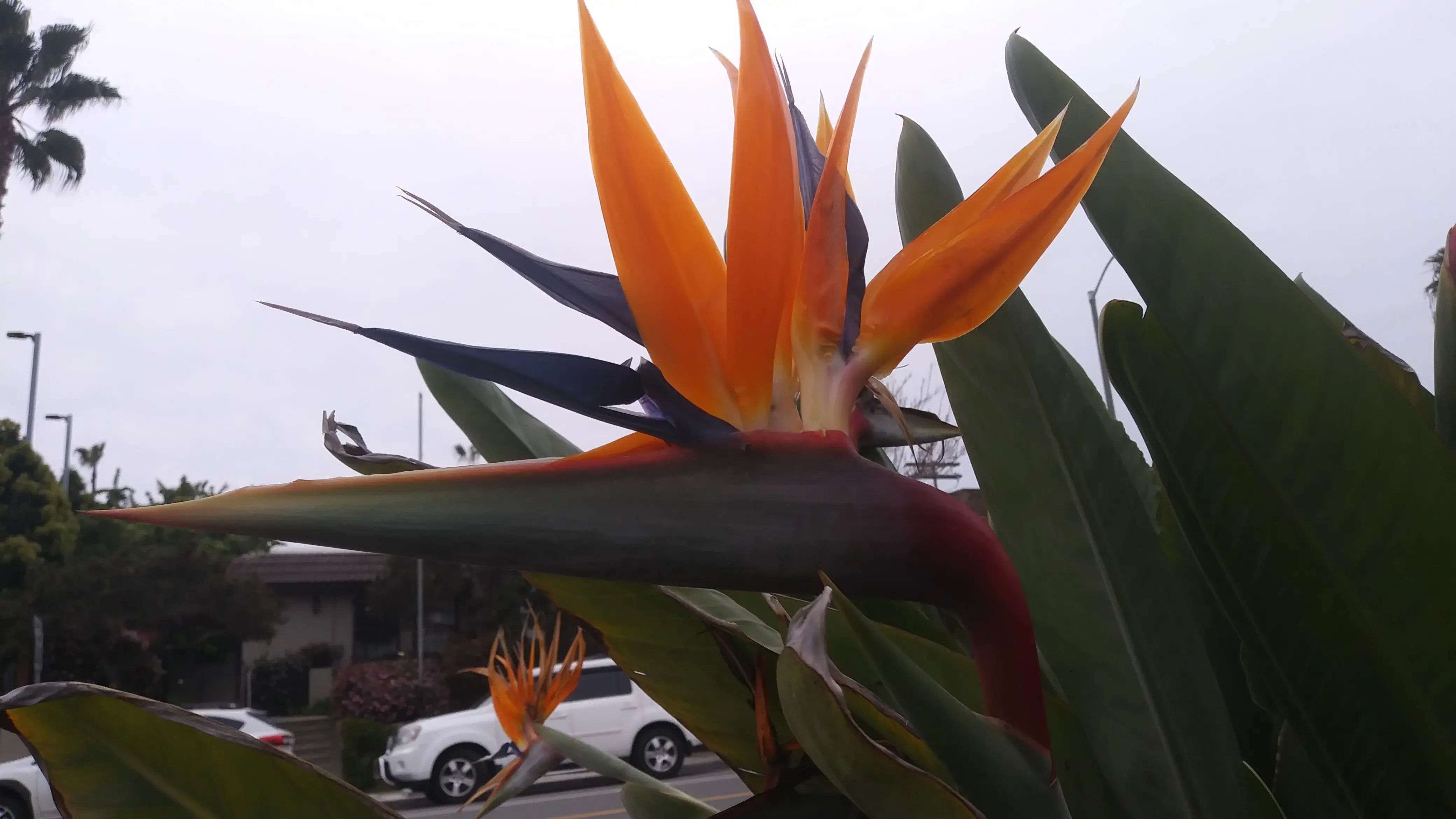 Laundryscape on Voltaire thumbnail 13