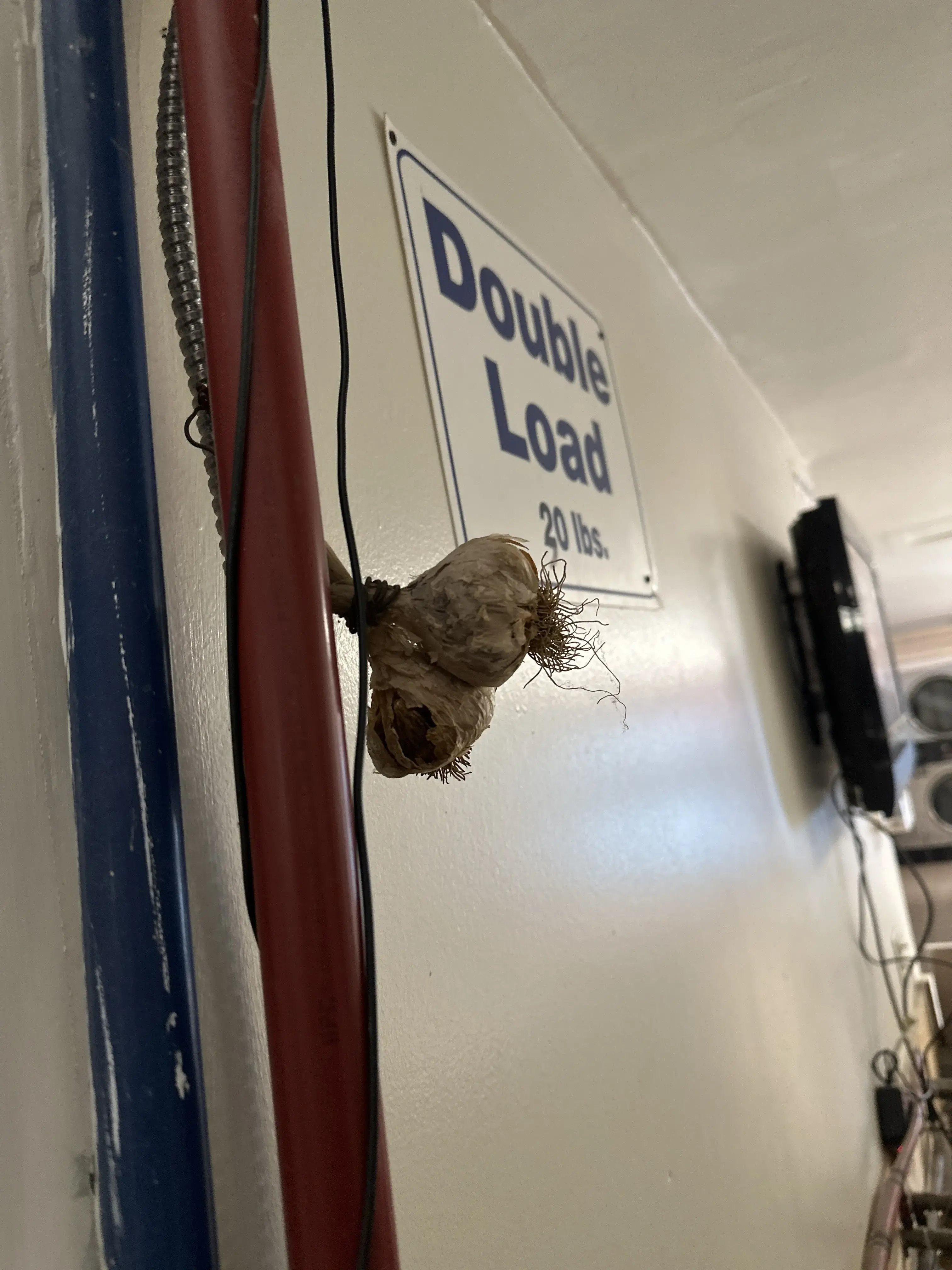 Lili's Laundromat thumbnail 14