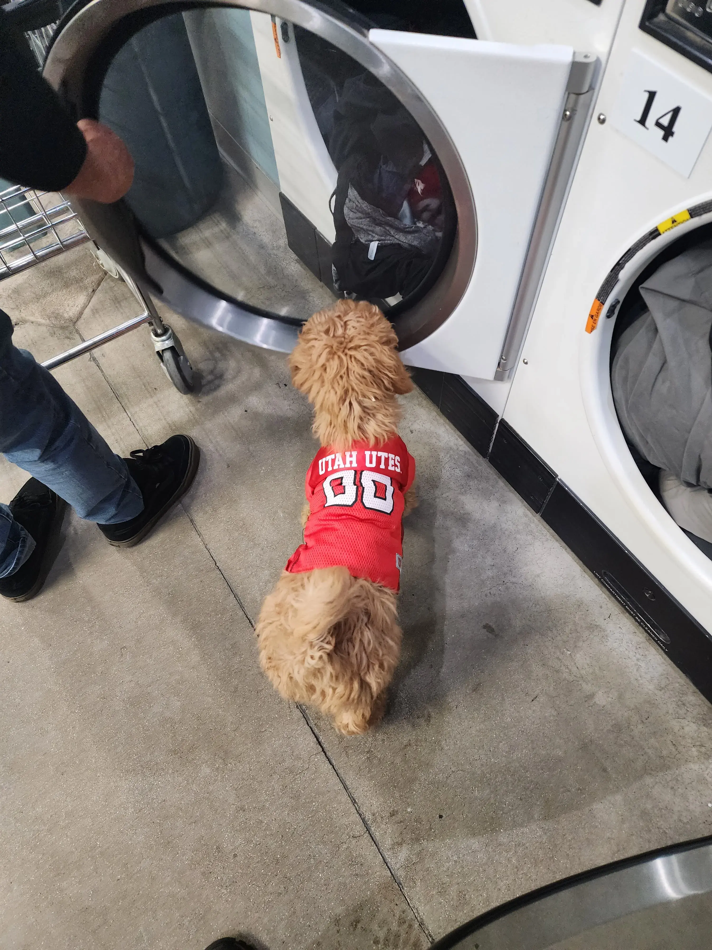 Lolo's Laundry Services thumbnail 4