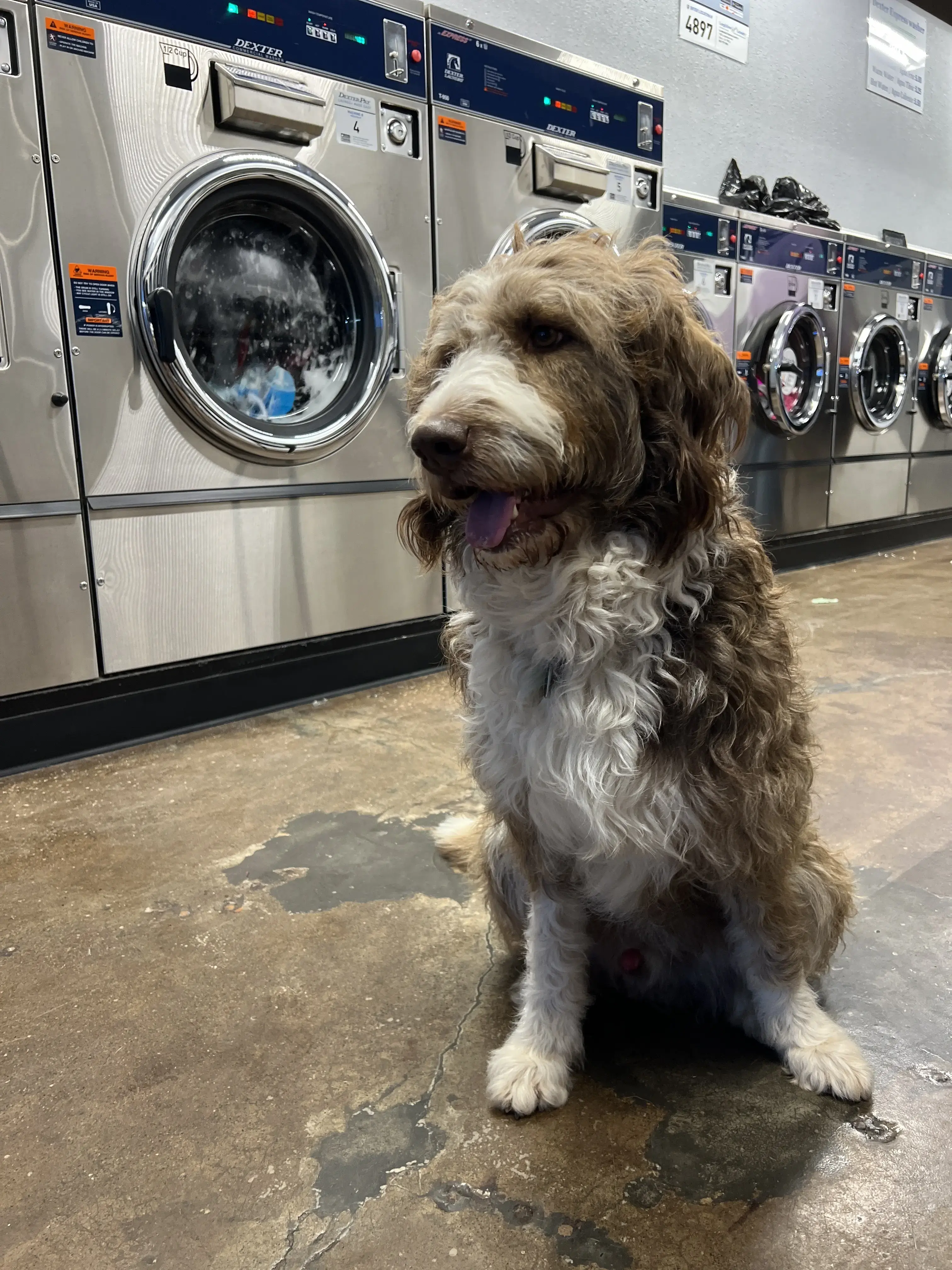Longfellow Express Laundry thumbnail 4