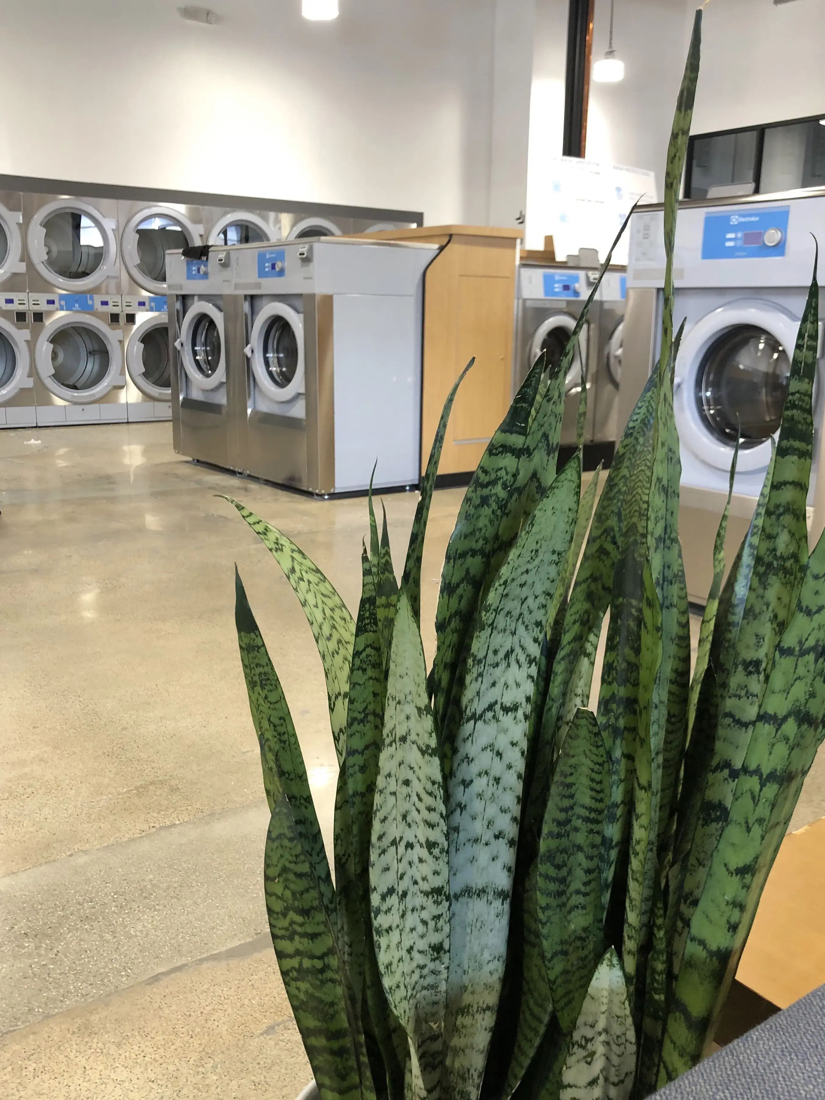 Lucy's Laundry location
