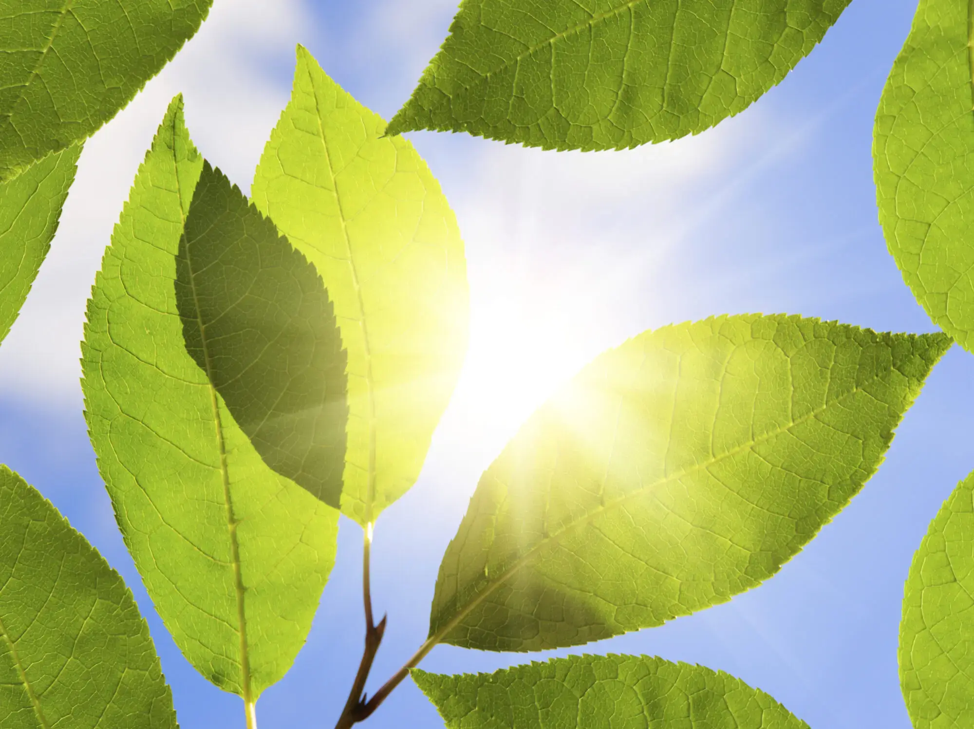 Martinizing Cleaners thumbnail 5