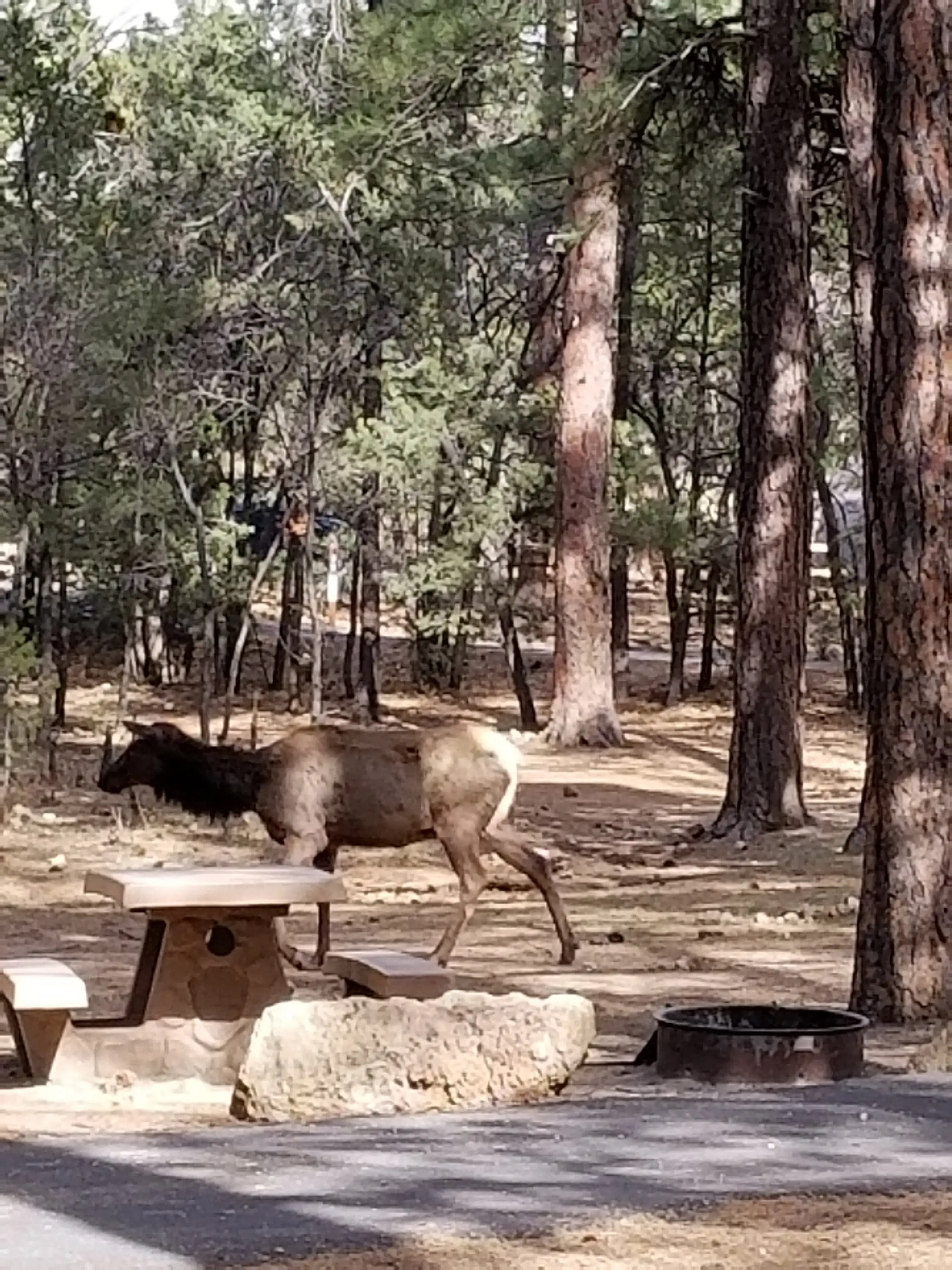 Mather Campground Showers and Laundry - Image 6