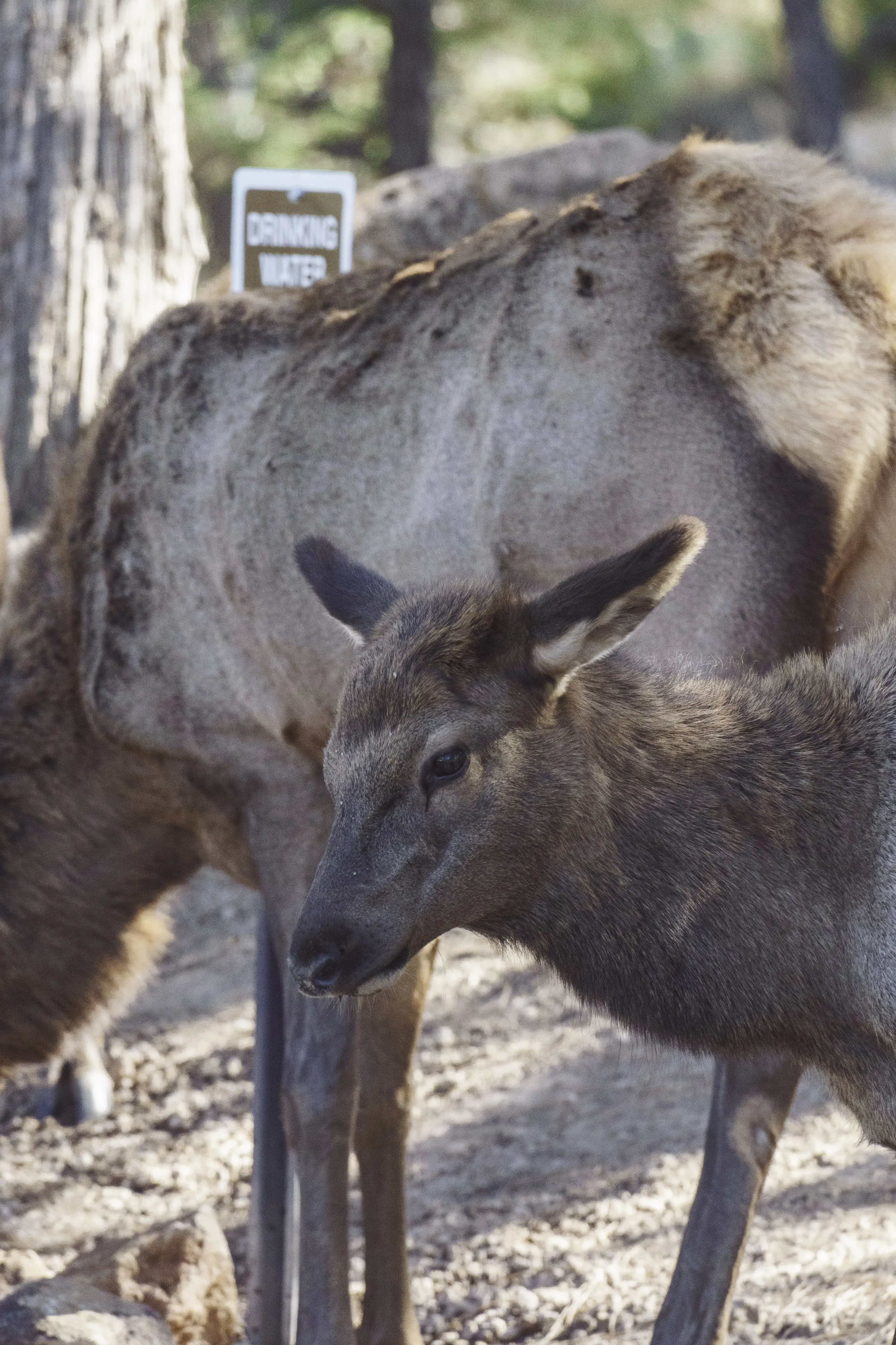 Mather Campground Showers and Laundry - Image 15