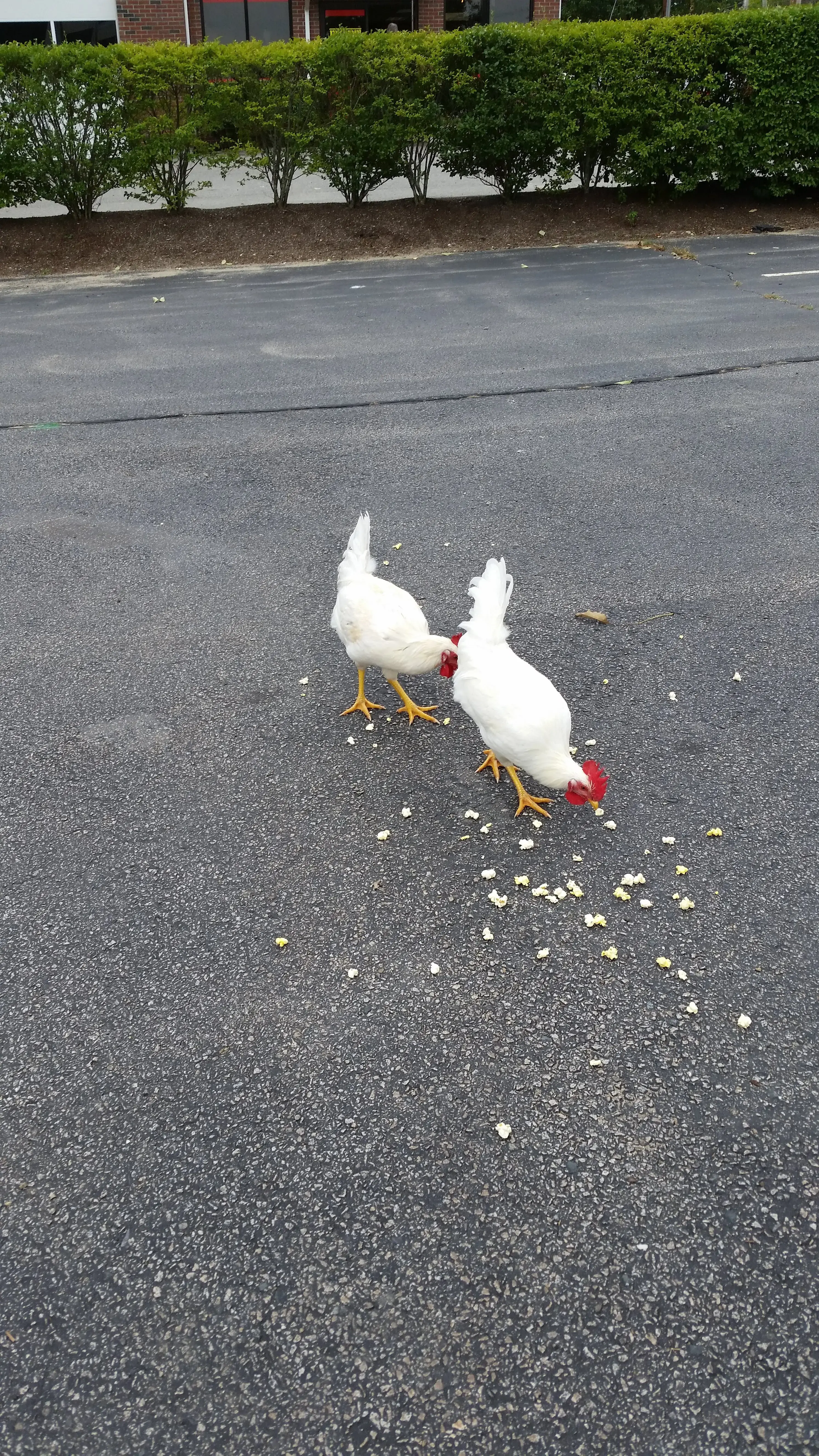 Merchants Common Superwash Laundromat thumbnail 10