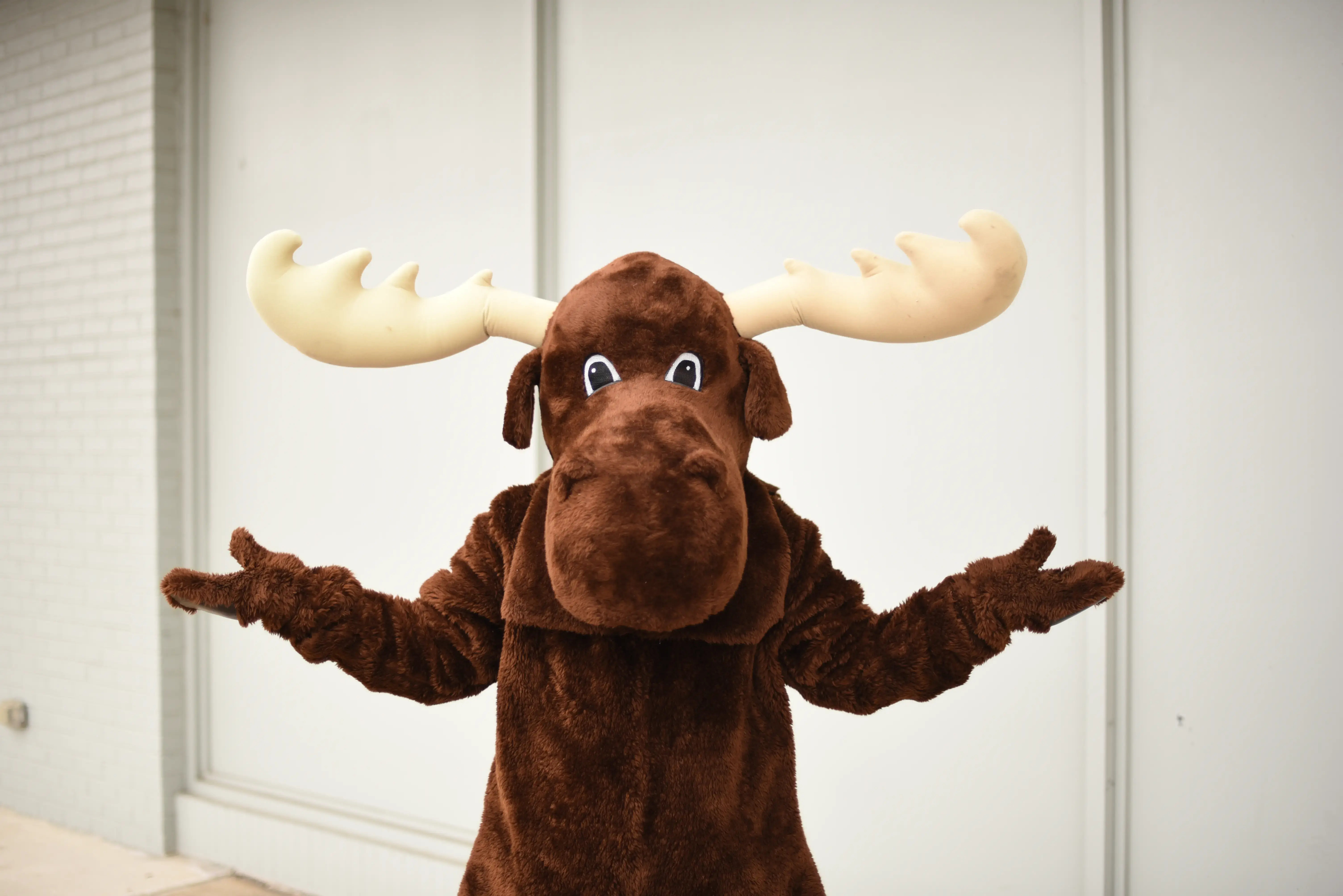 Moose Cleaners thumbnail 5