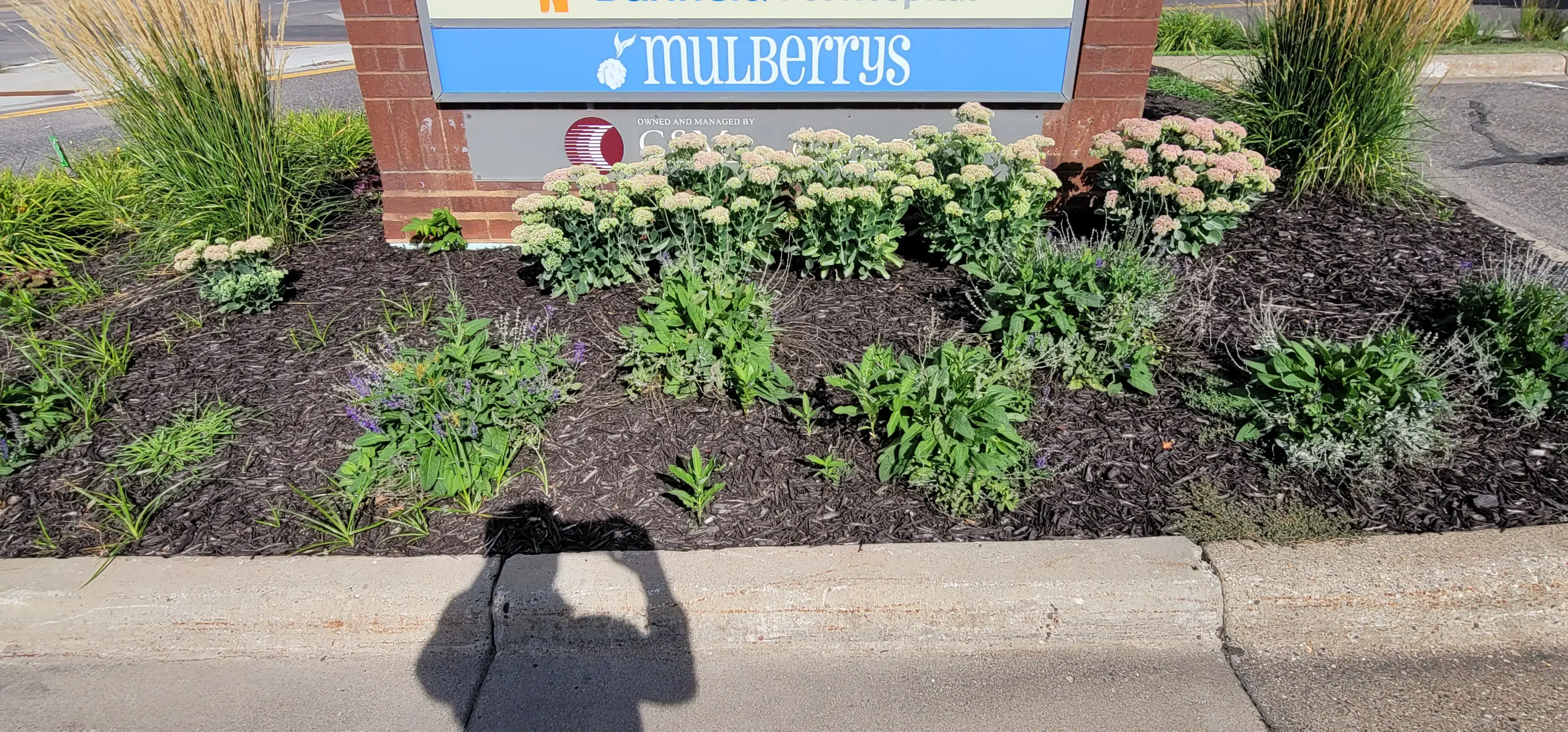 Mulberrys Dry Cleaners and Laundry thumbnail 10