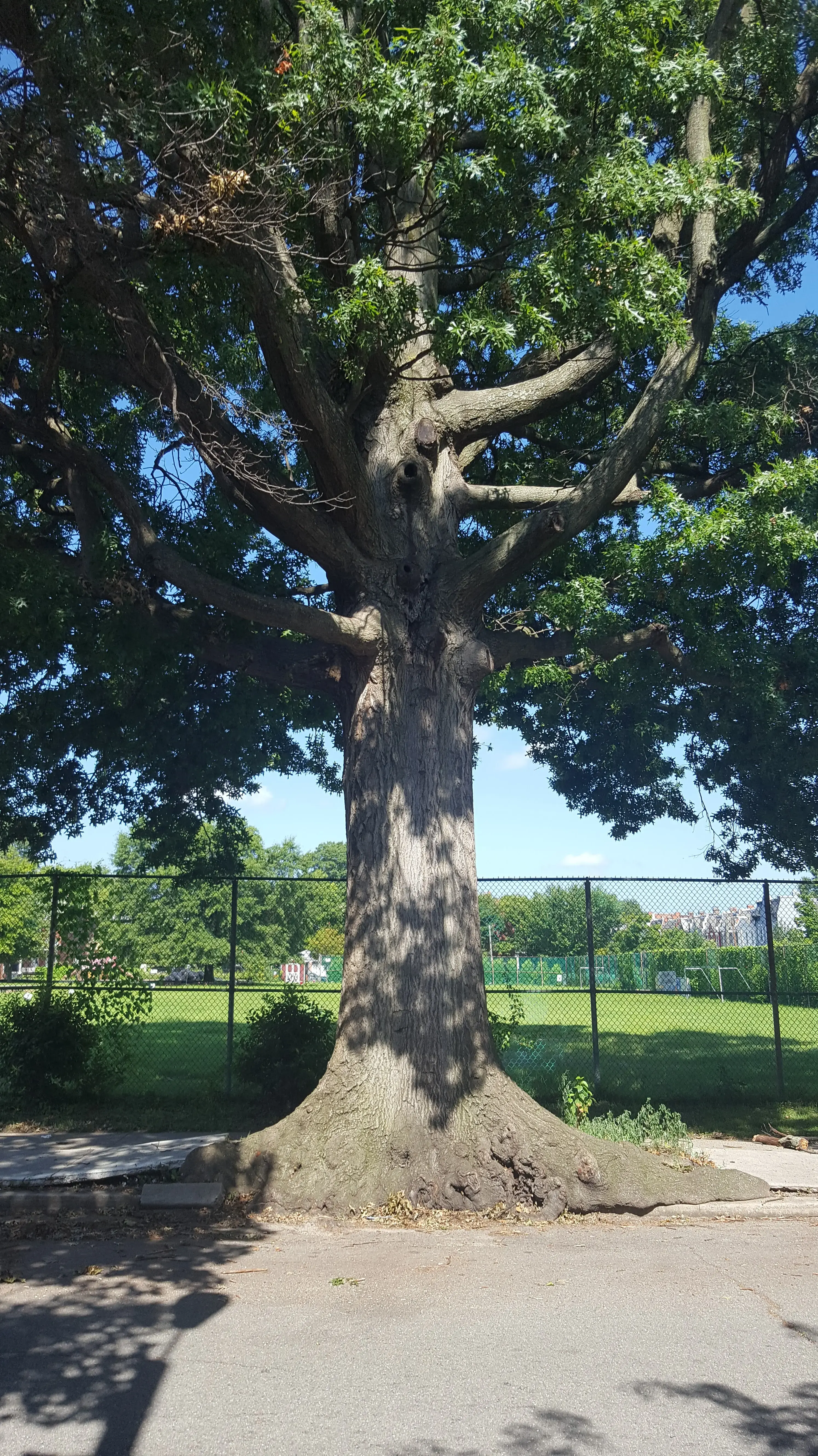 Neighborhood Laundromat, Strawberry Street thumbnail 9