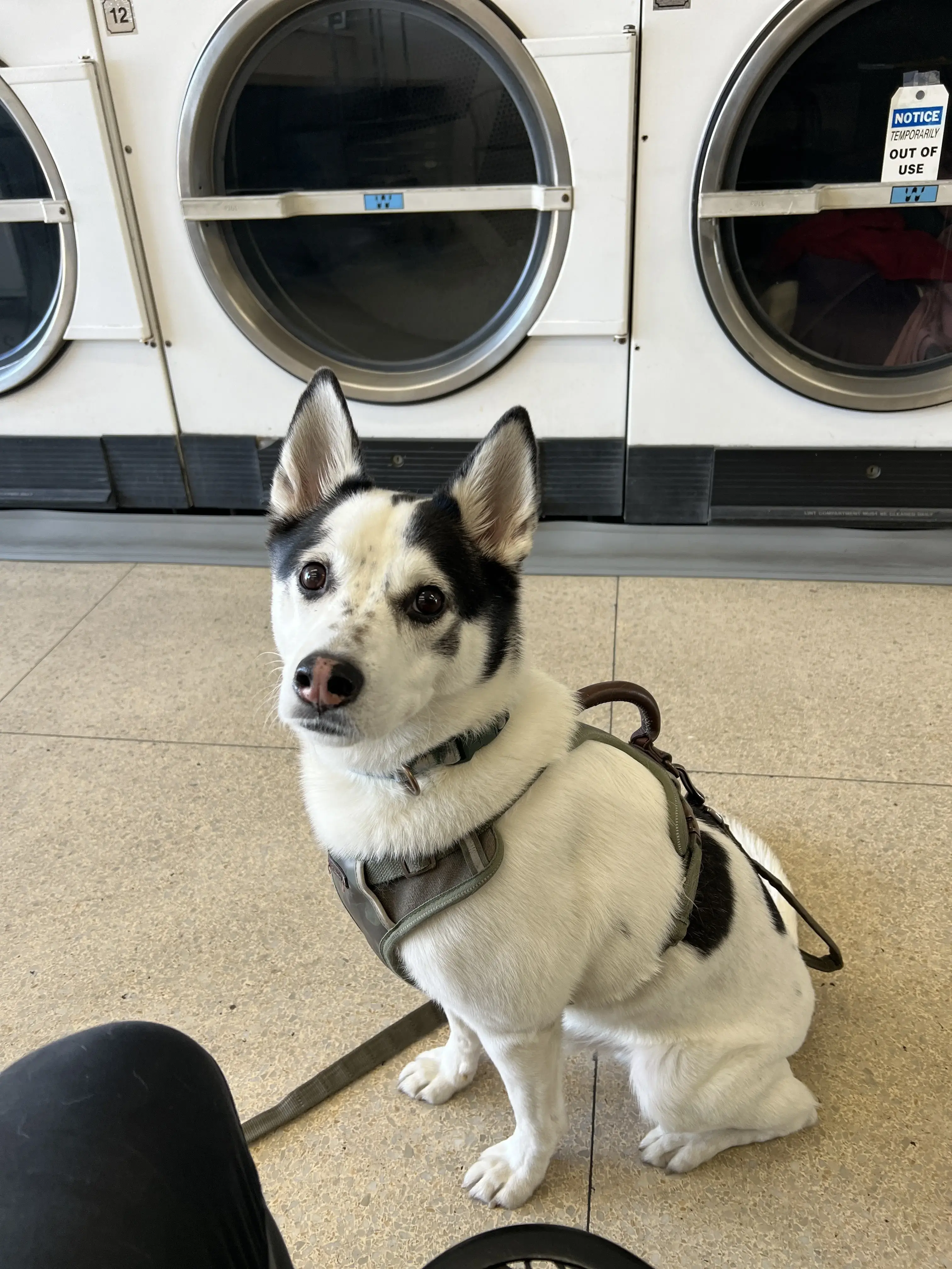 Park Boulevard Laundry & Dry Cleaners - Image 18