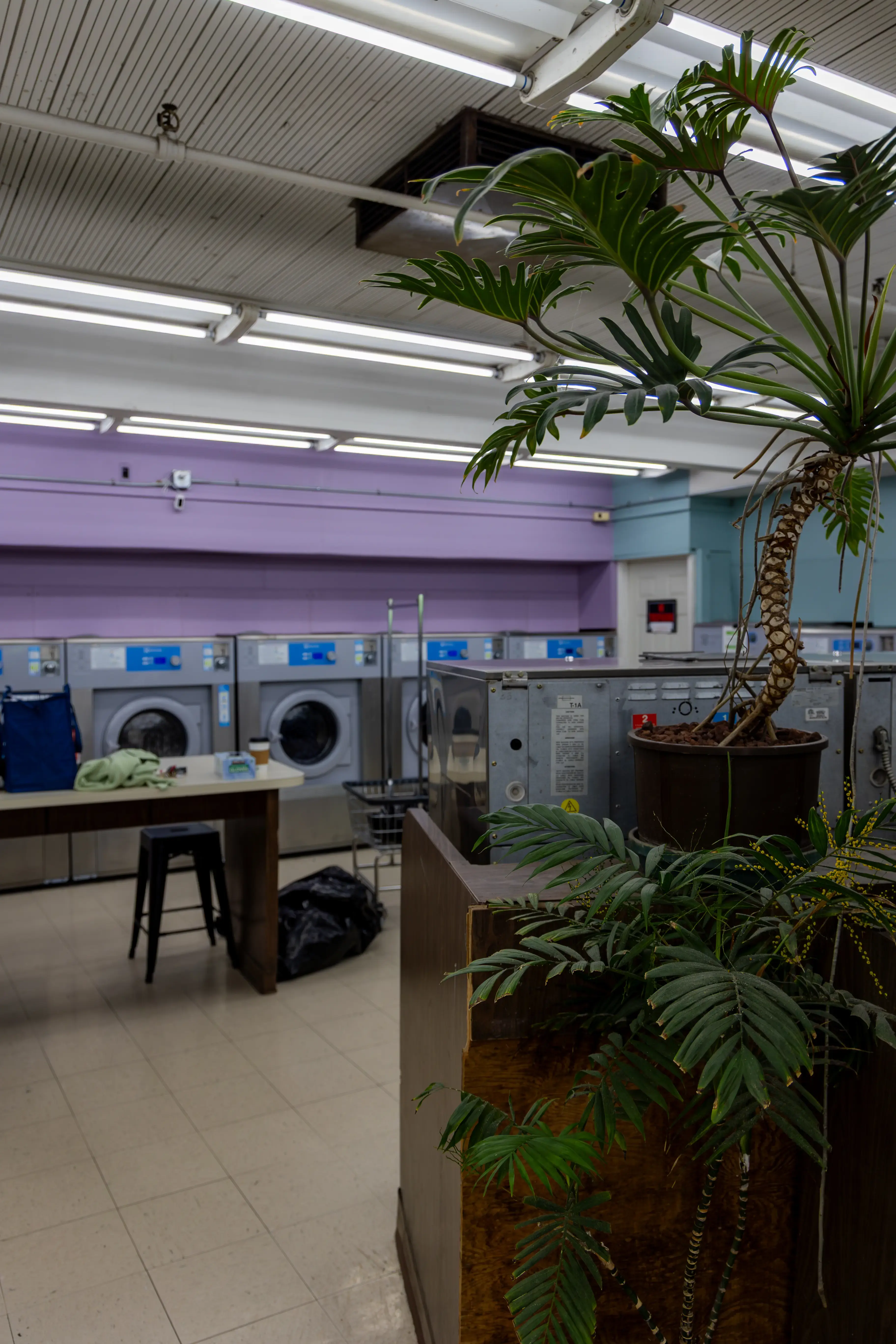 Peacock Laundry - Image 7