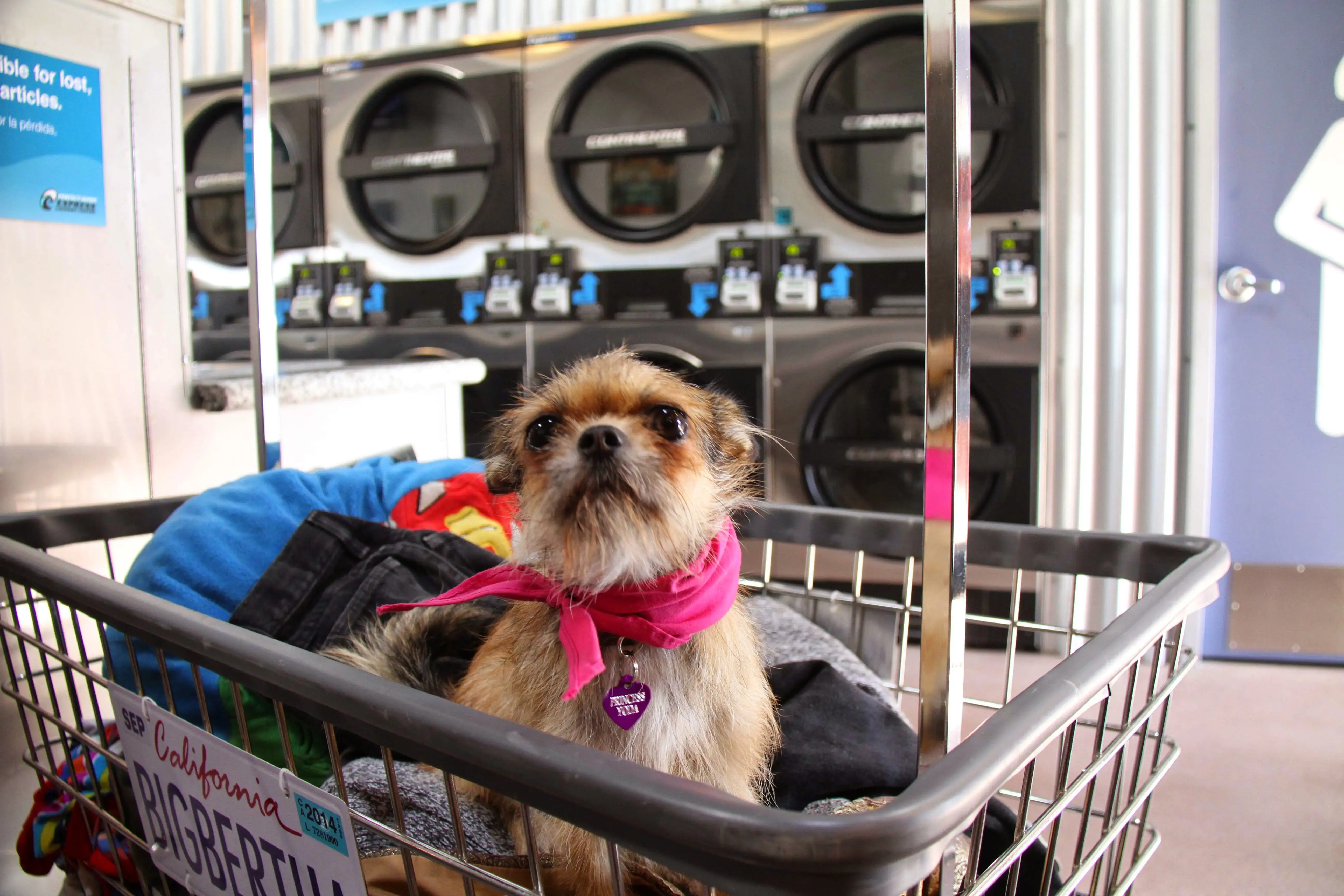 Perfect Wash - Express Laundry Center - Image 8