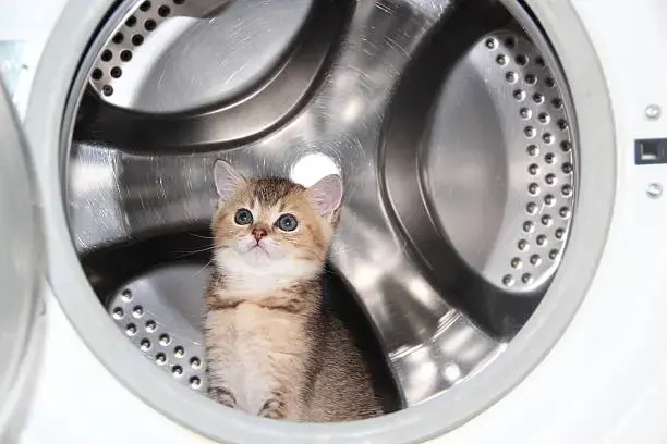 Poly Clean Wash Me Coin Laundry Center thumbnail 3