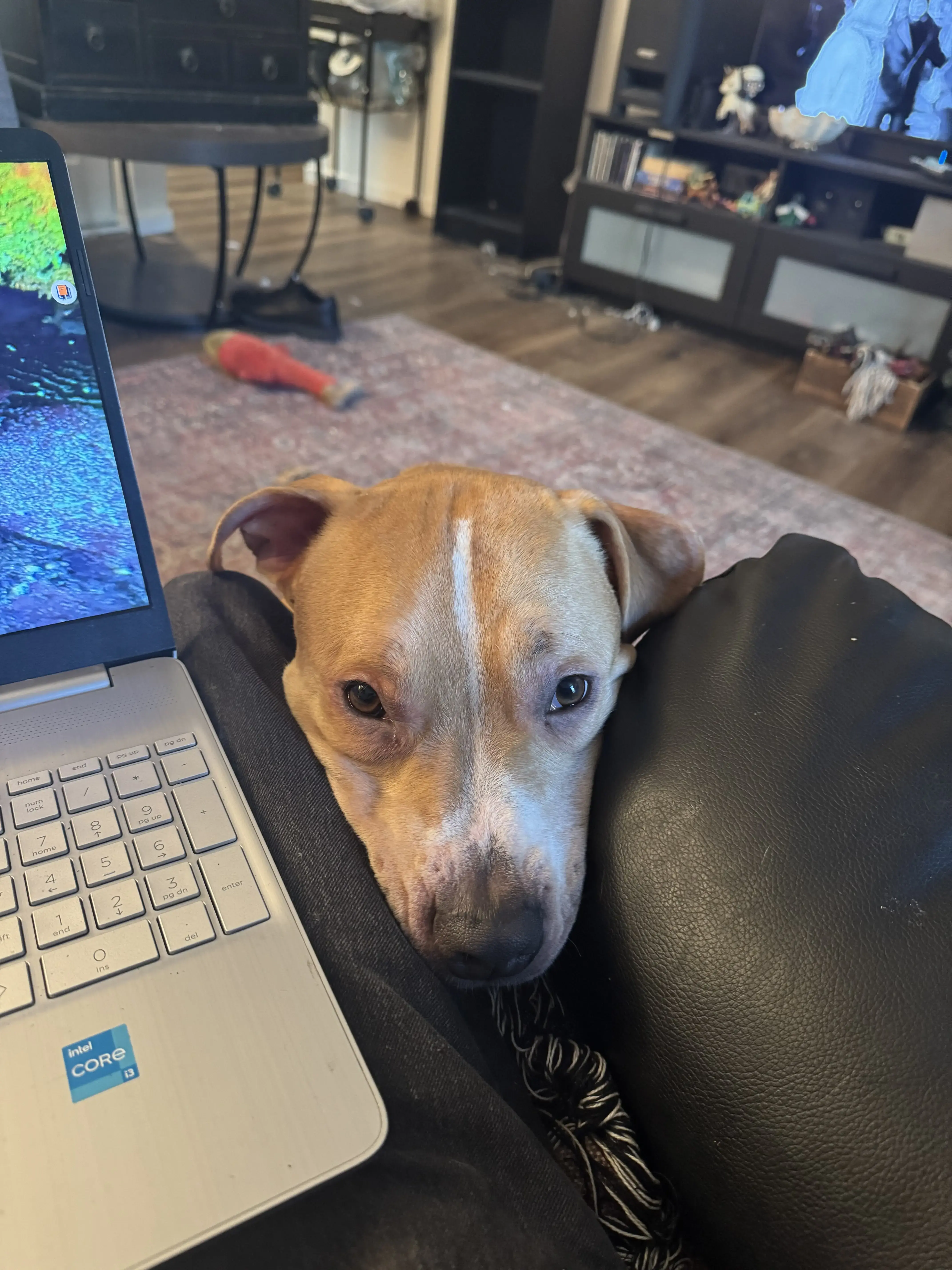 Rinse - Laundry & Dry Cleaning Delivery thumbnail 7