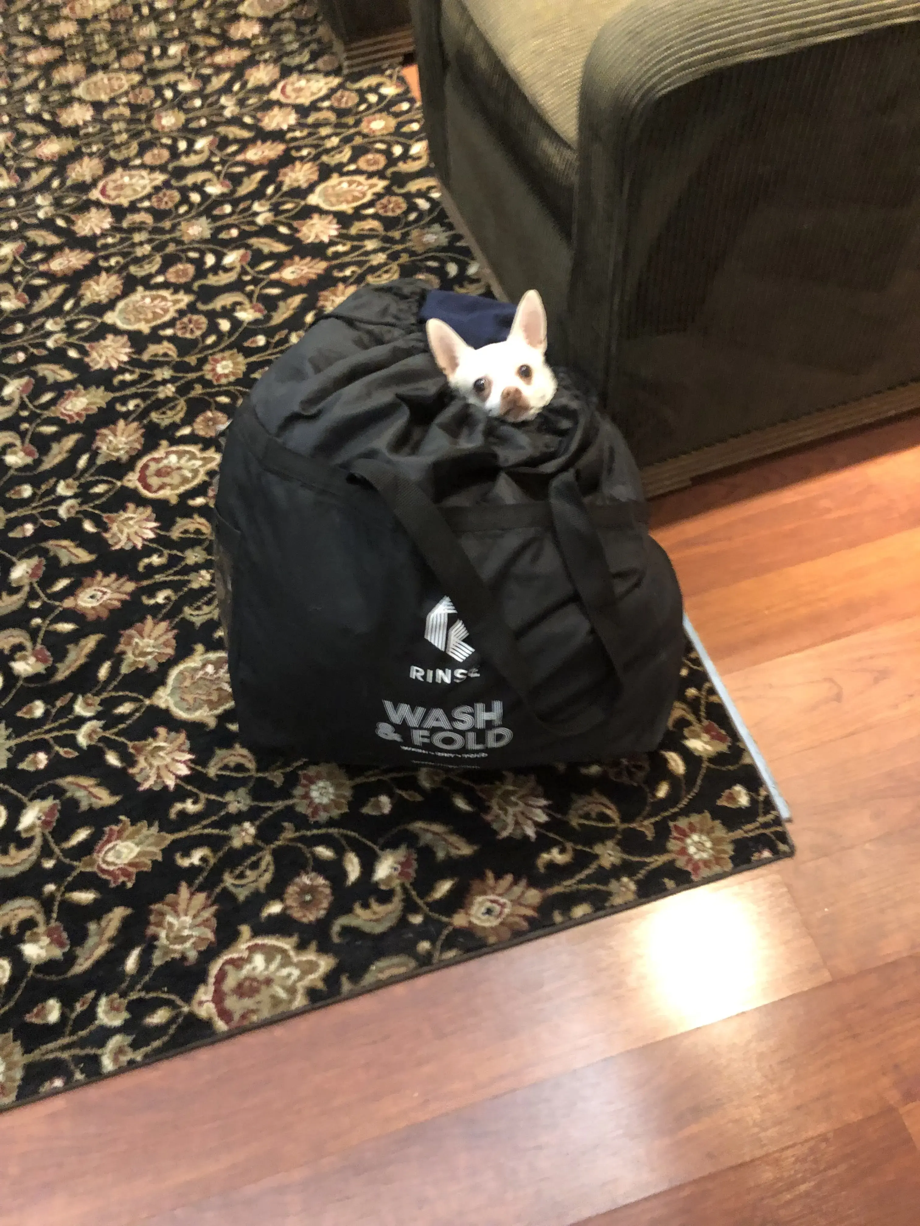 Rinse - Laundry & Dry Cleaning Delivery thumbnail 9