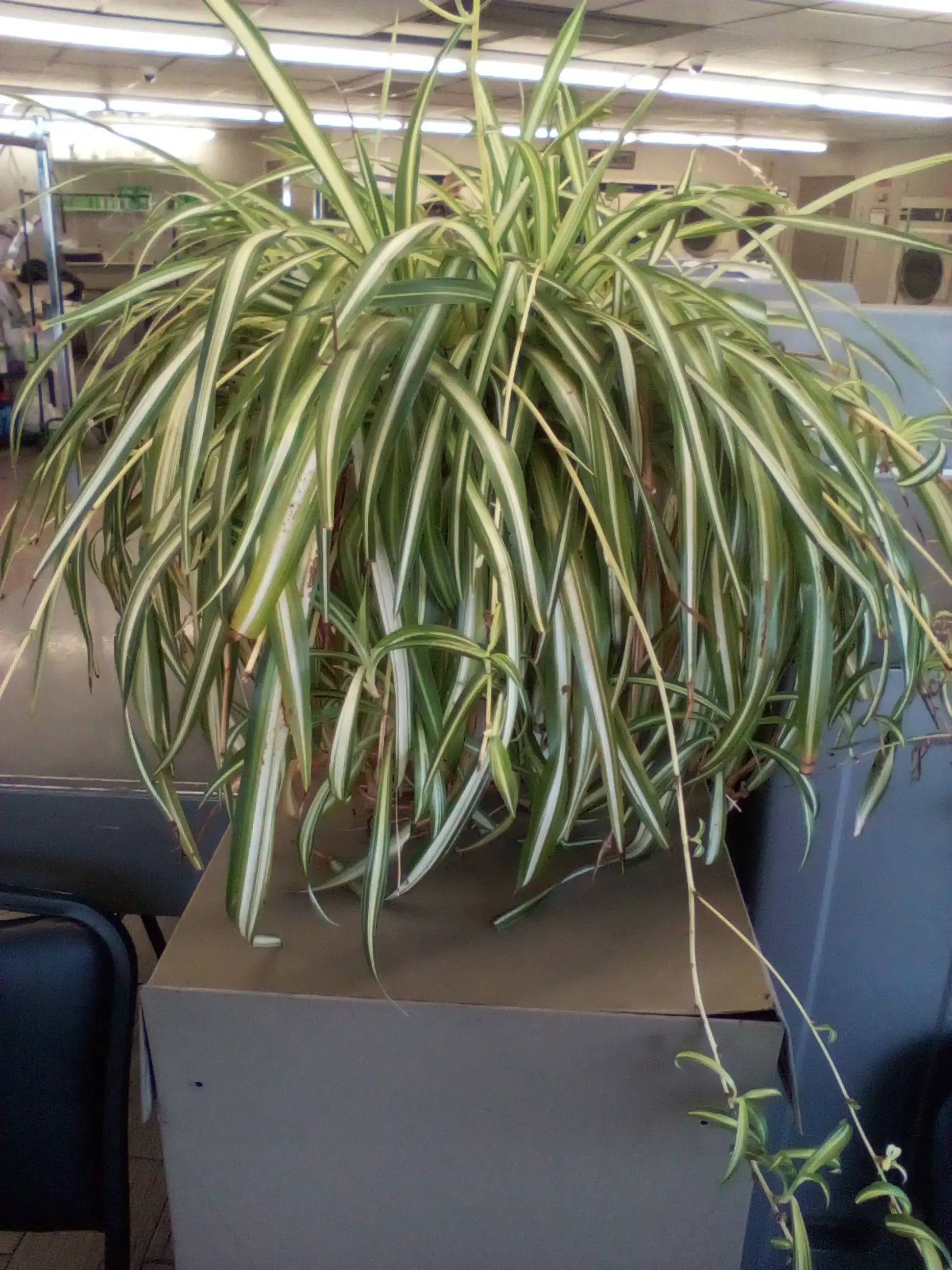 Rusty tub laundromat thumbnail 7