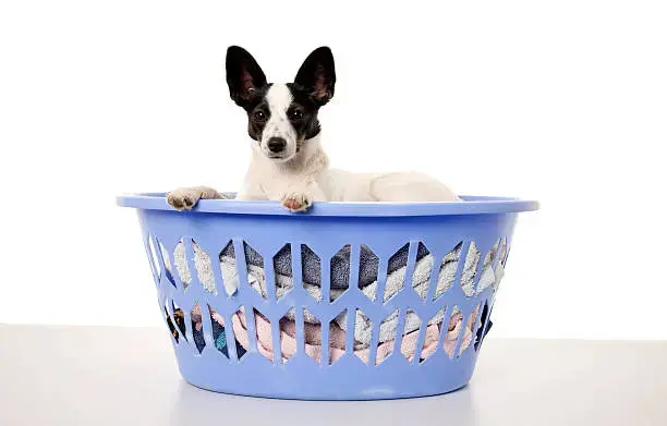 Salem's Laundry Basket & Dry Cleaners - Image 11
